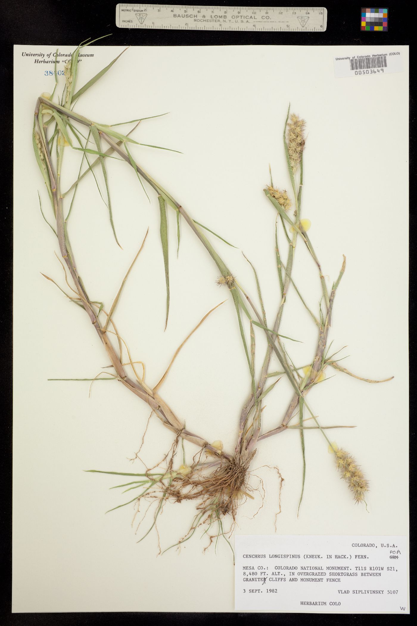 Cenchrus longispinus image