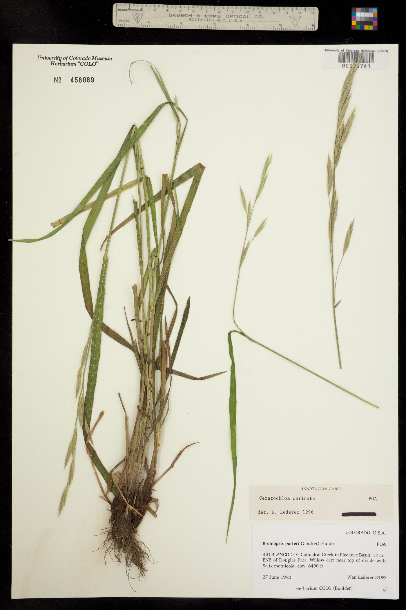 Bromus carinatus image