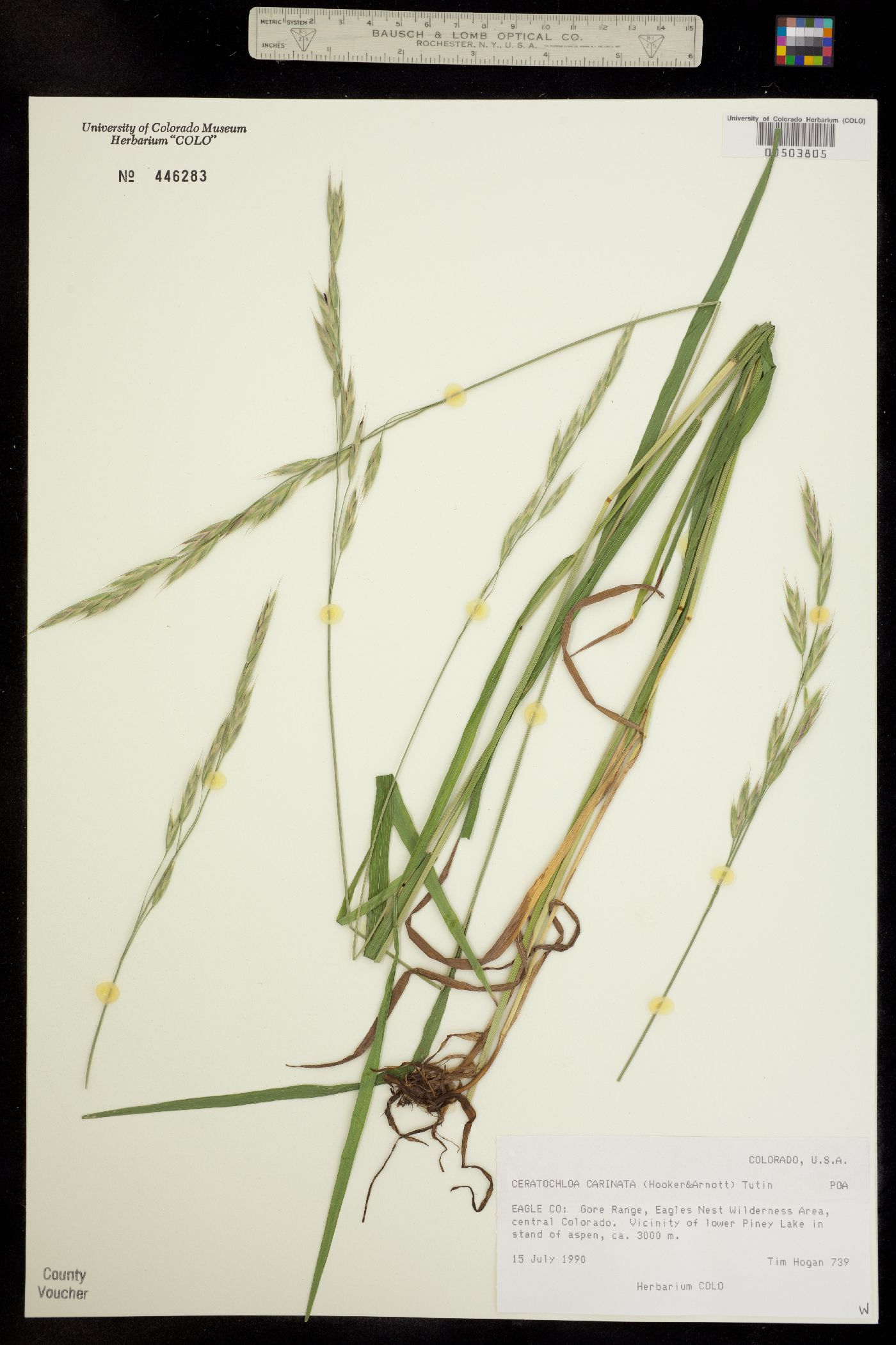 Bromus carinatus image