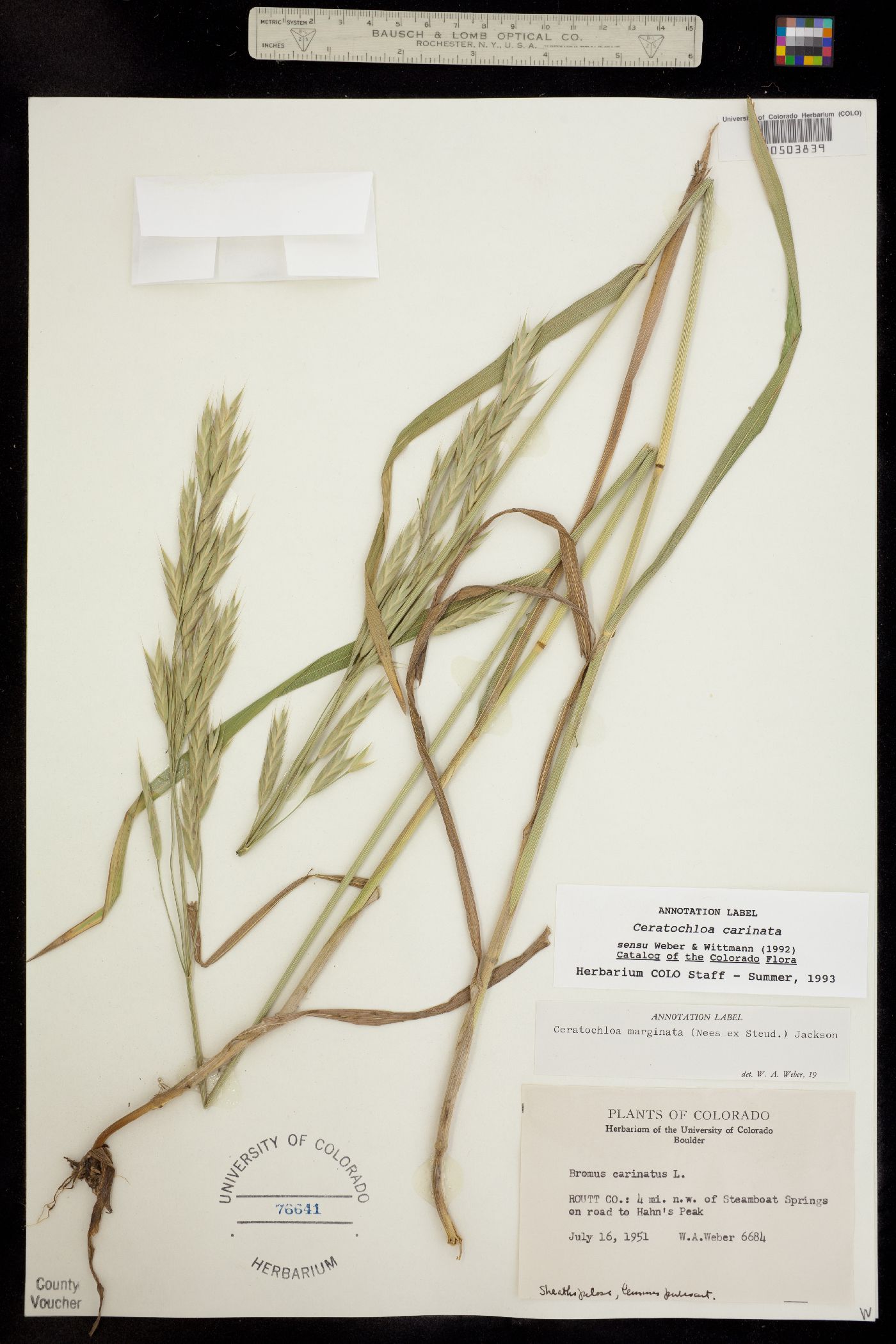 Bromus image