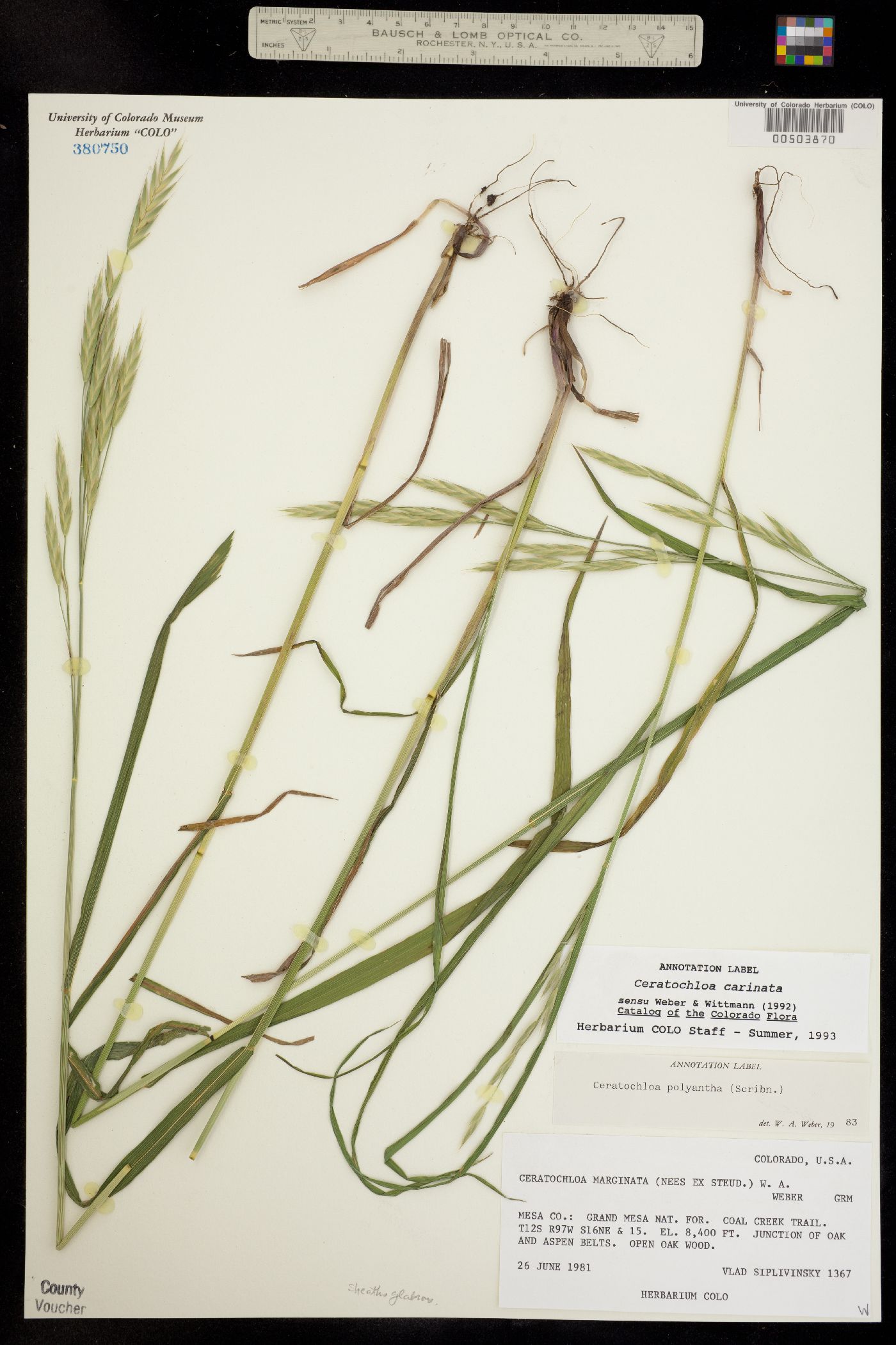 Bromus carinatus image