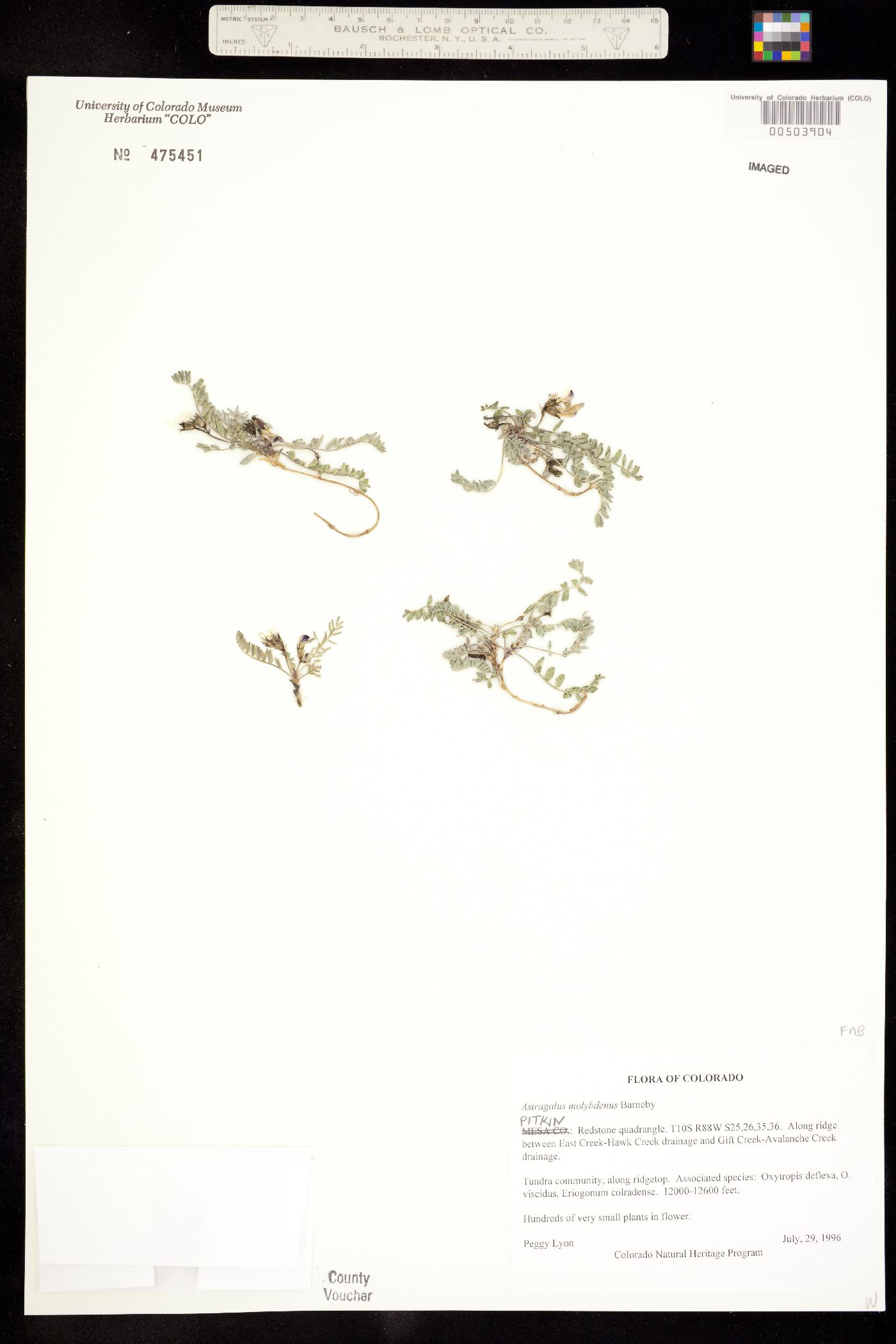 Astragalus molybdenus image
