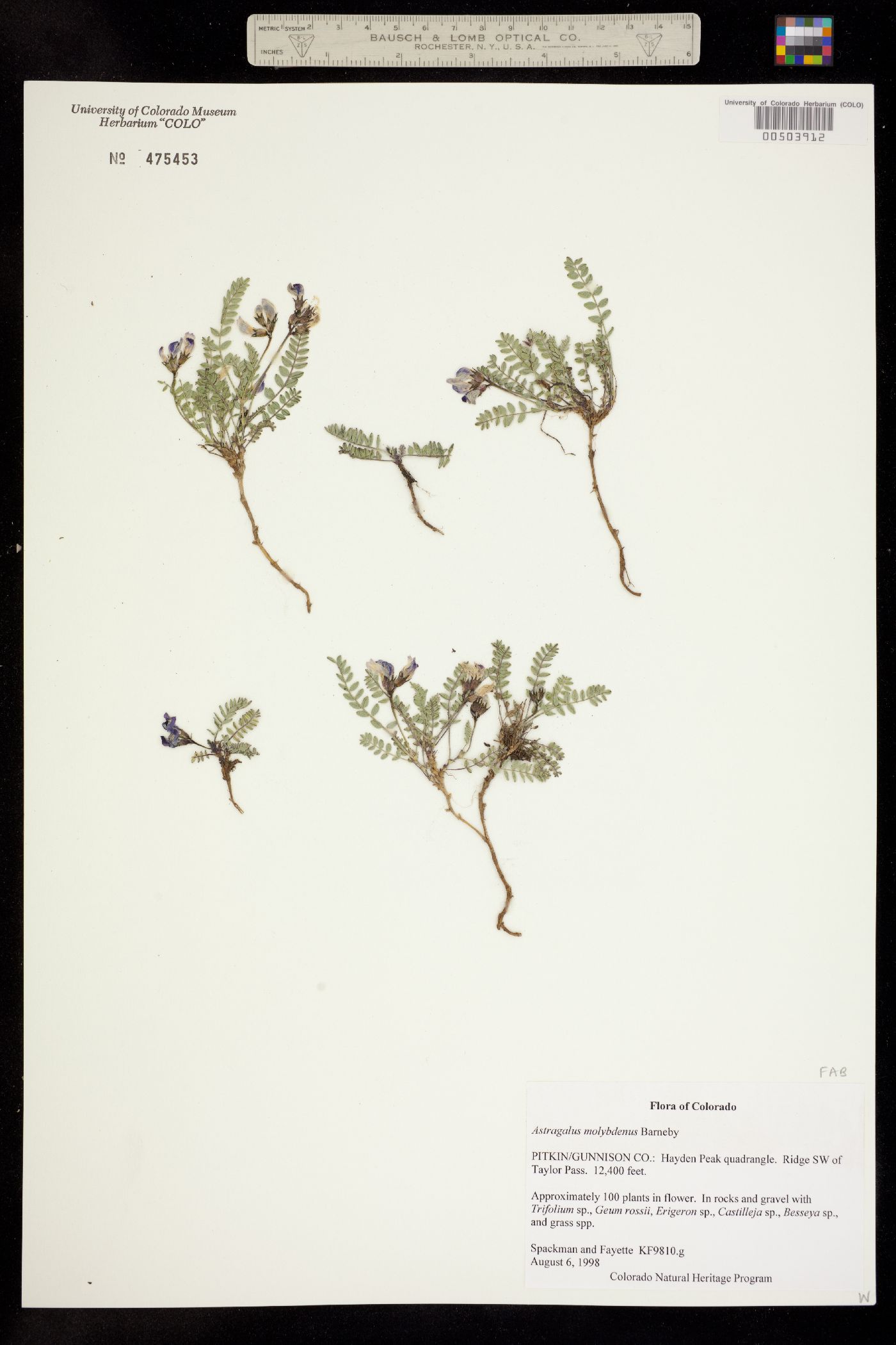 Astragalus molybdenus image