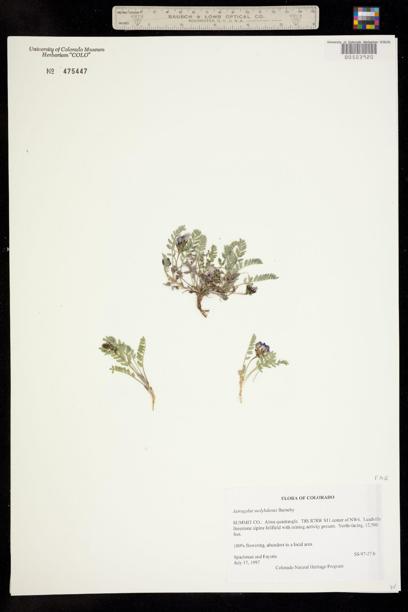 Astragalus molybdenus image