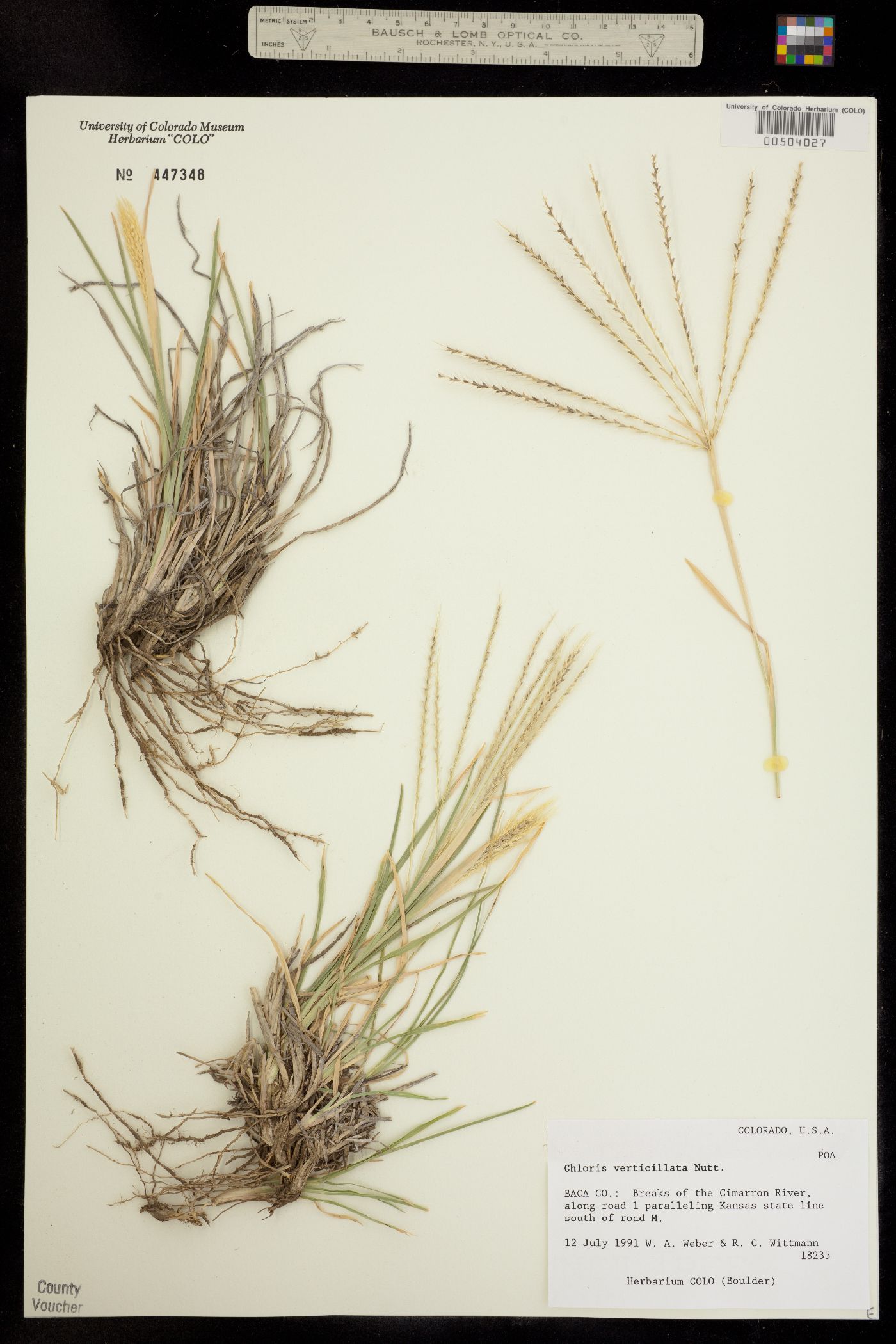 Chloris verticillata image