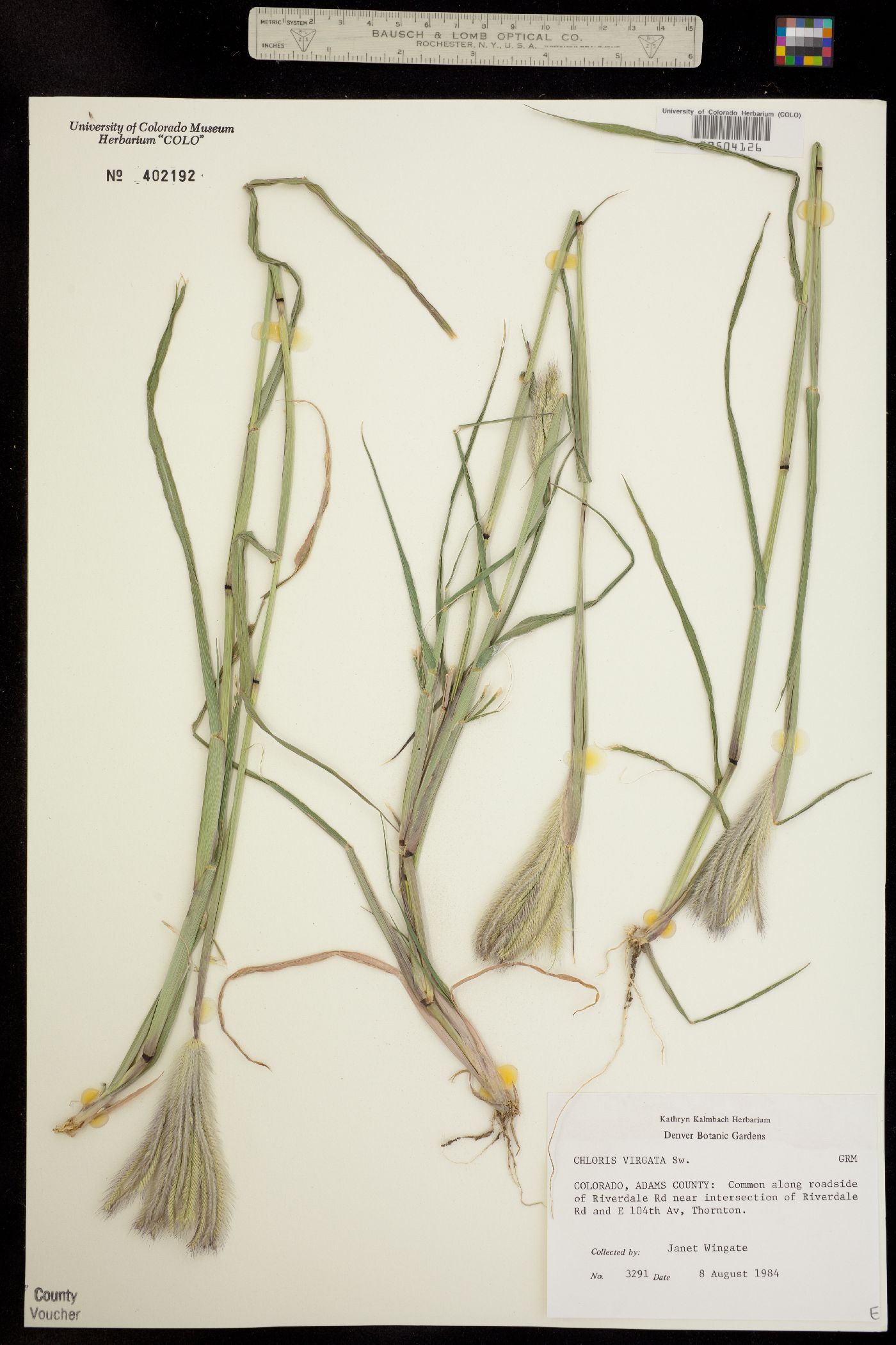 Chloris virgata image