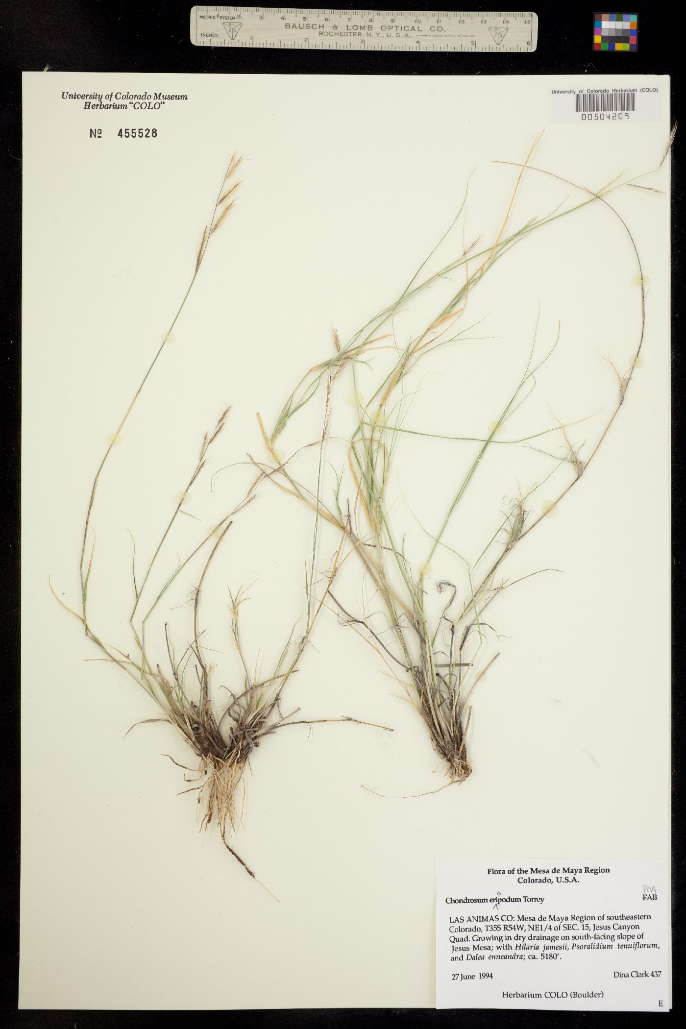 Bouteloua eriopoda image