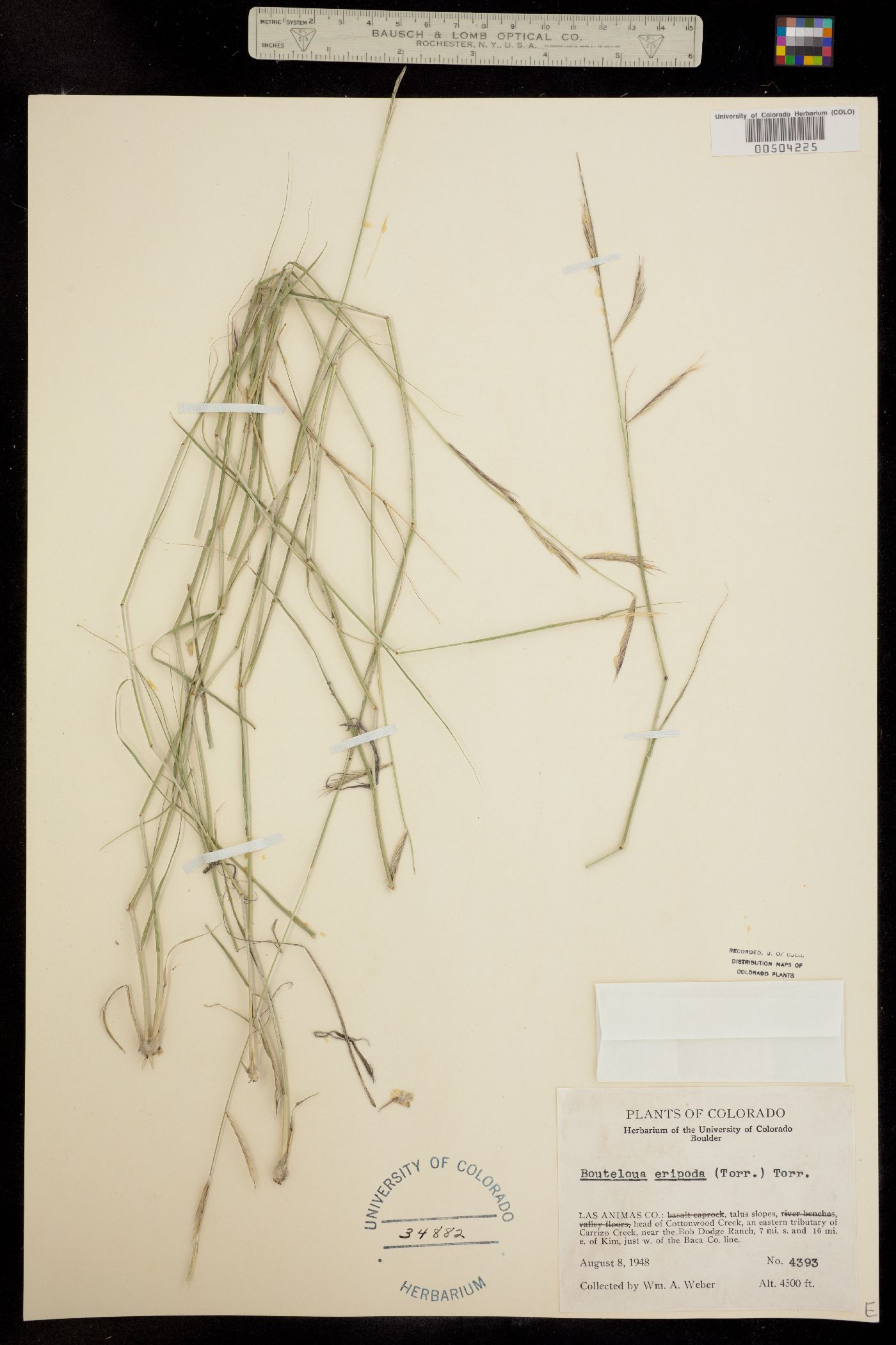 Bouteloua eriopoda image