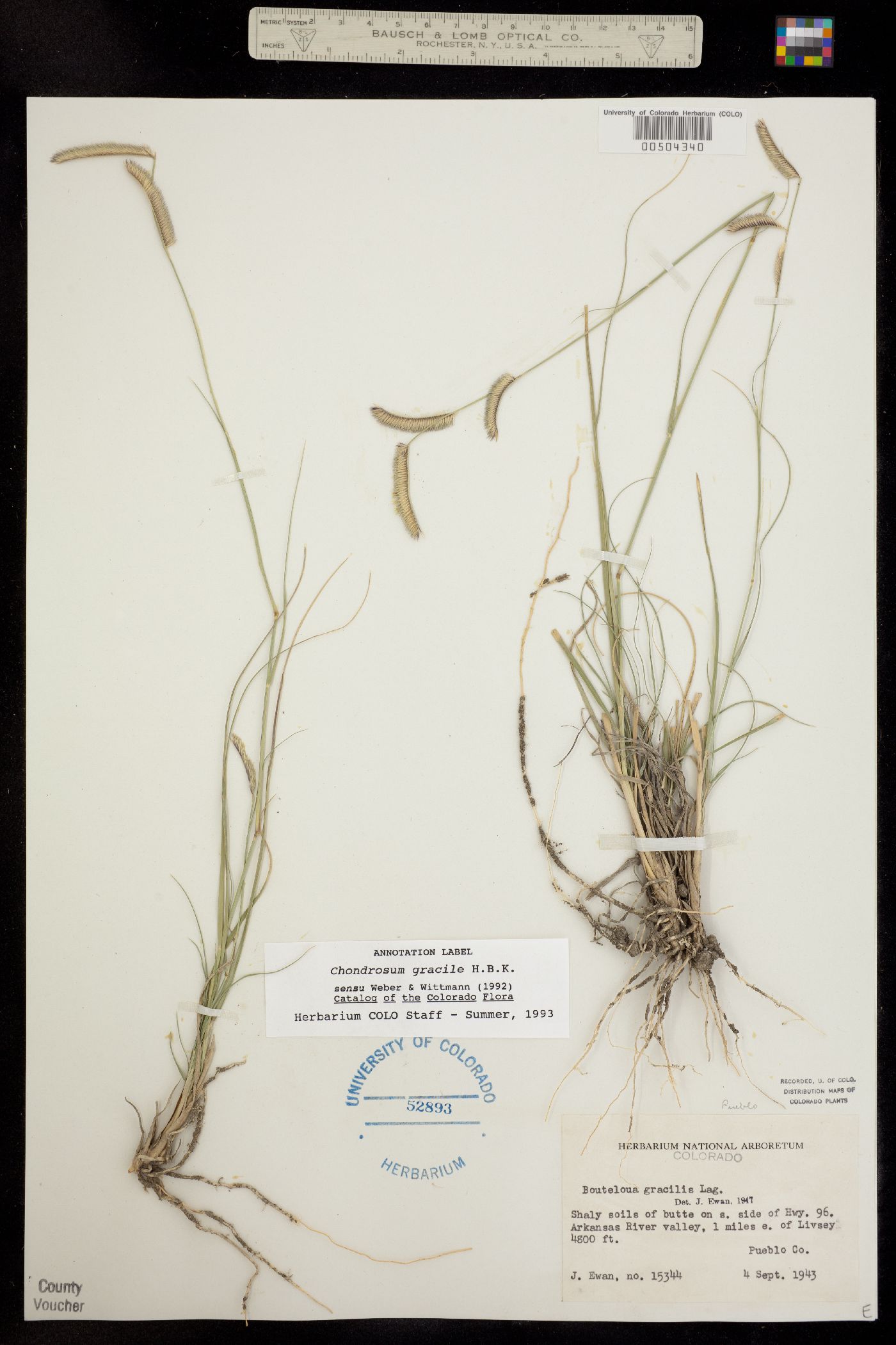Bouteloua gracilis image