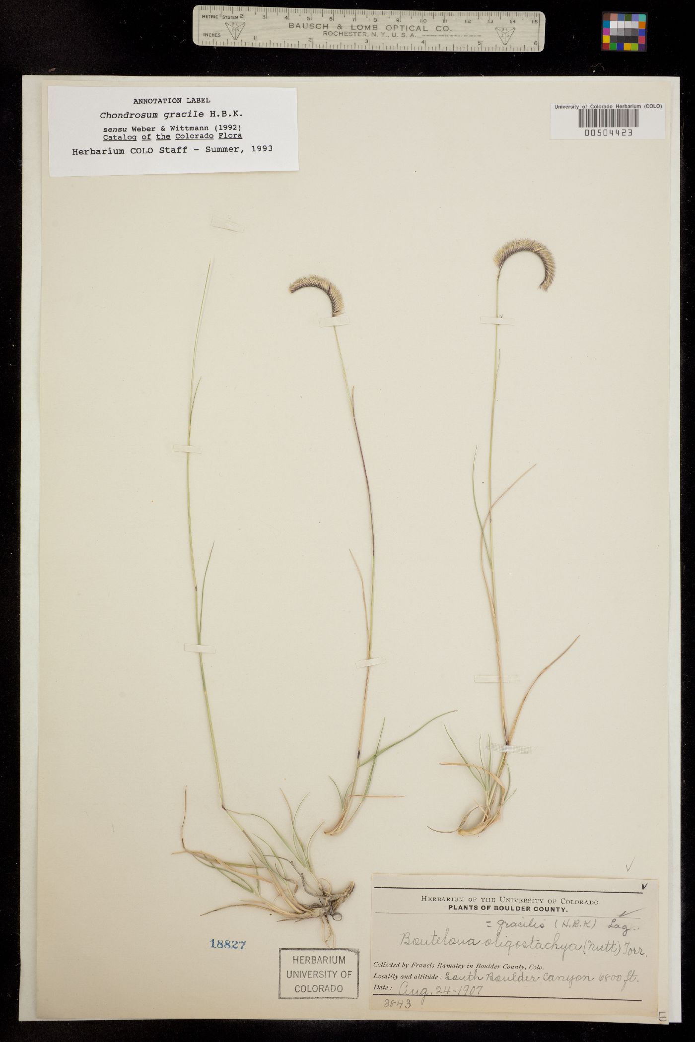 Bouteloua gracilis image