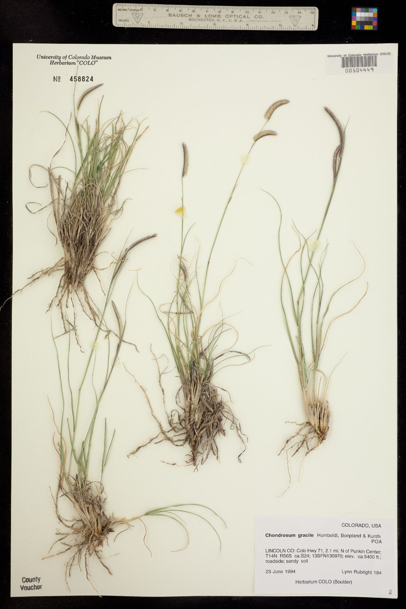 Bouteloua gracilis image