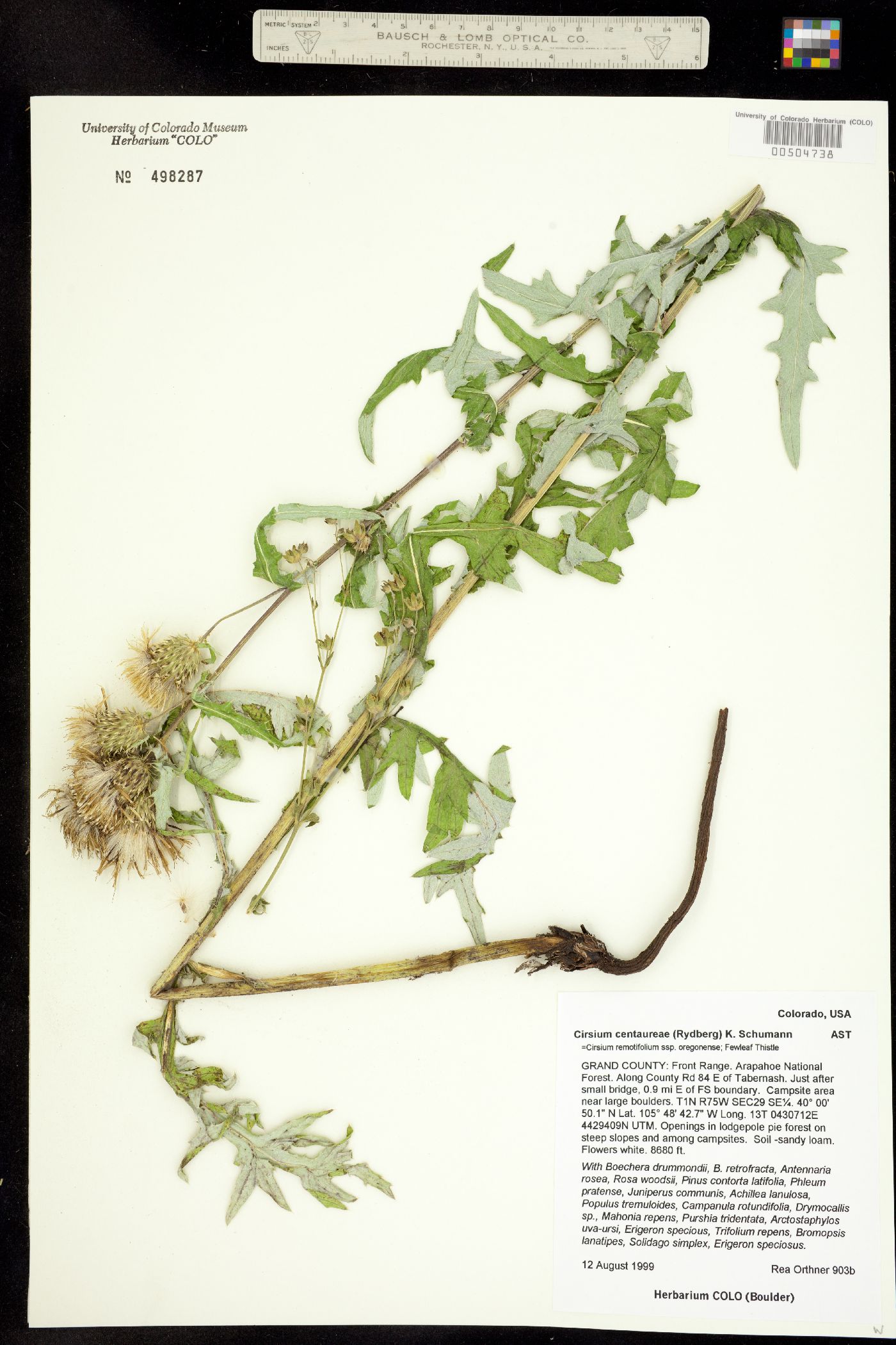 Cirsium centaureae image
