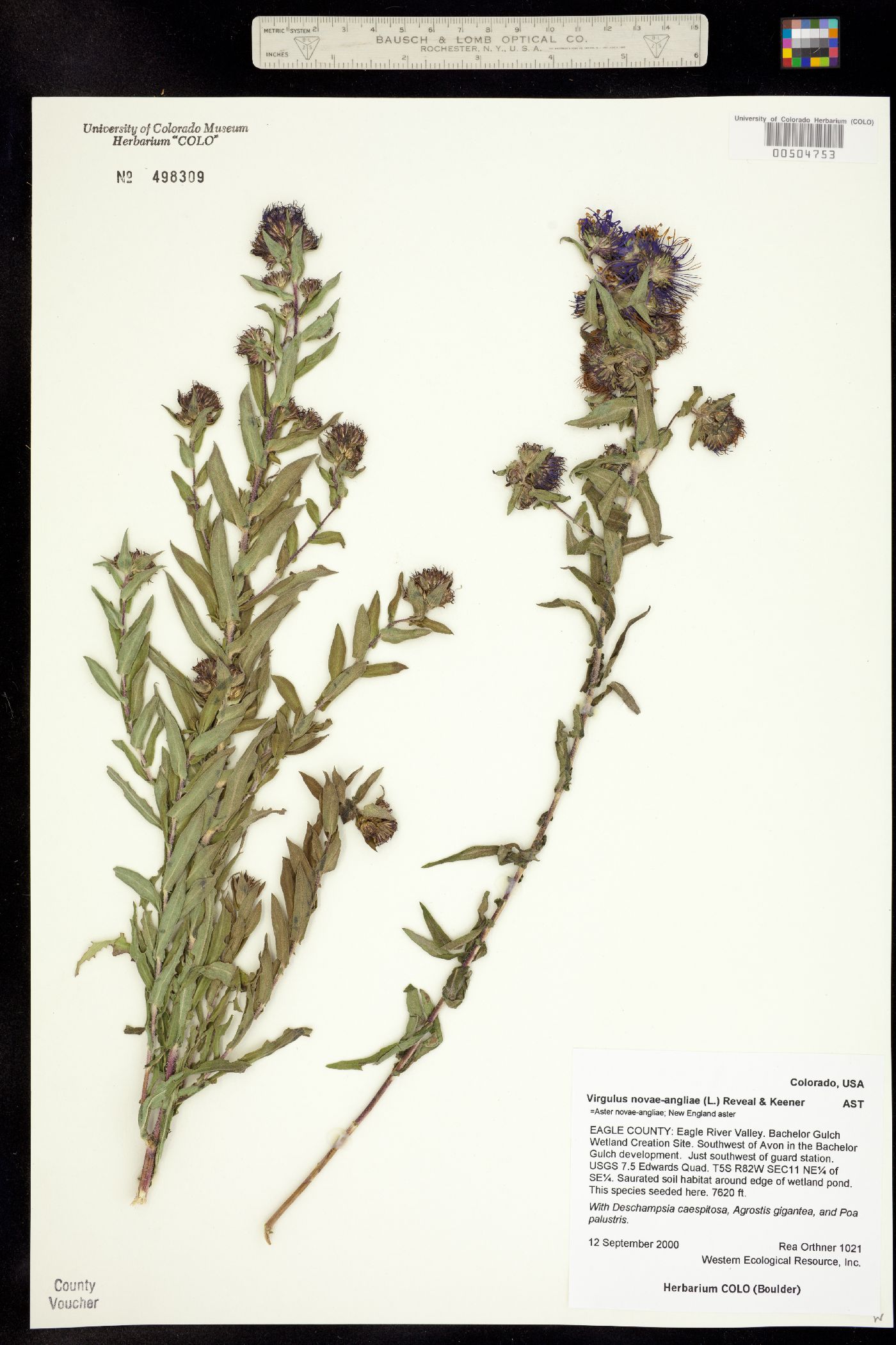 Symphyotrichum novae-angliae image