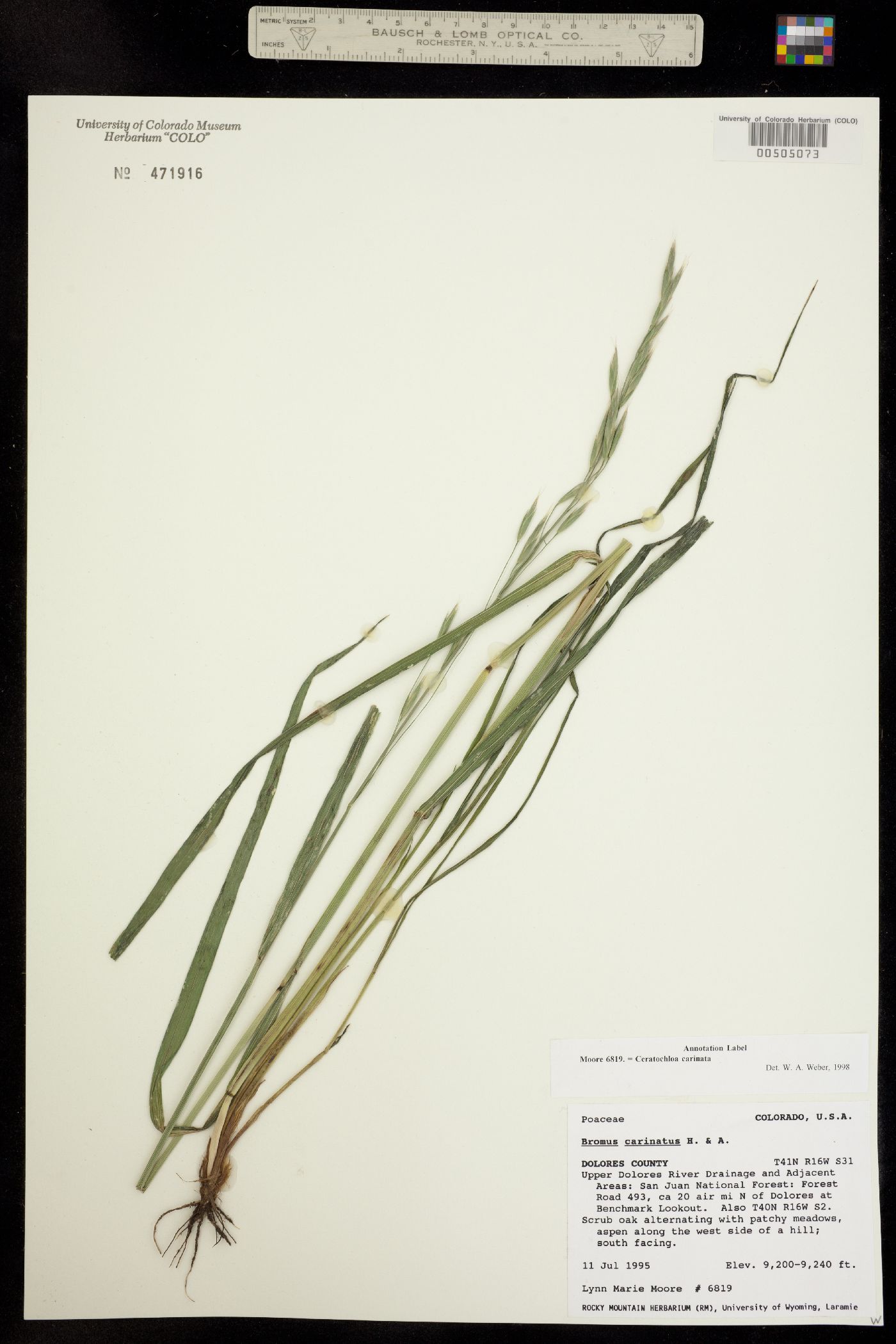 Bromus carinatus image