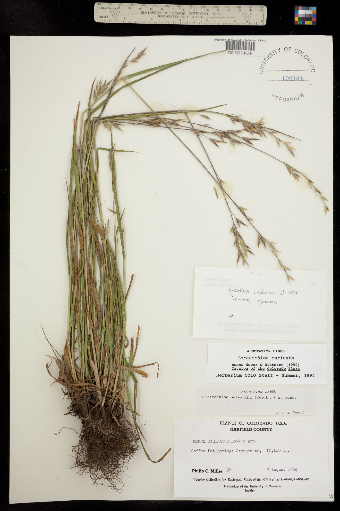 Bromus carinatus image