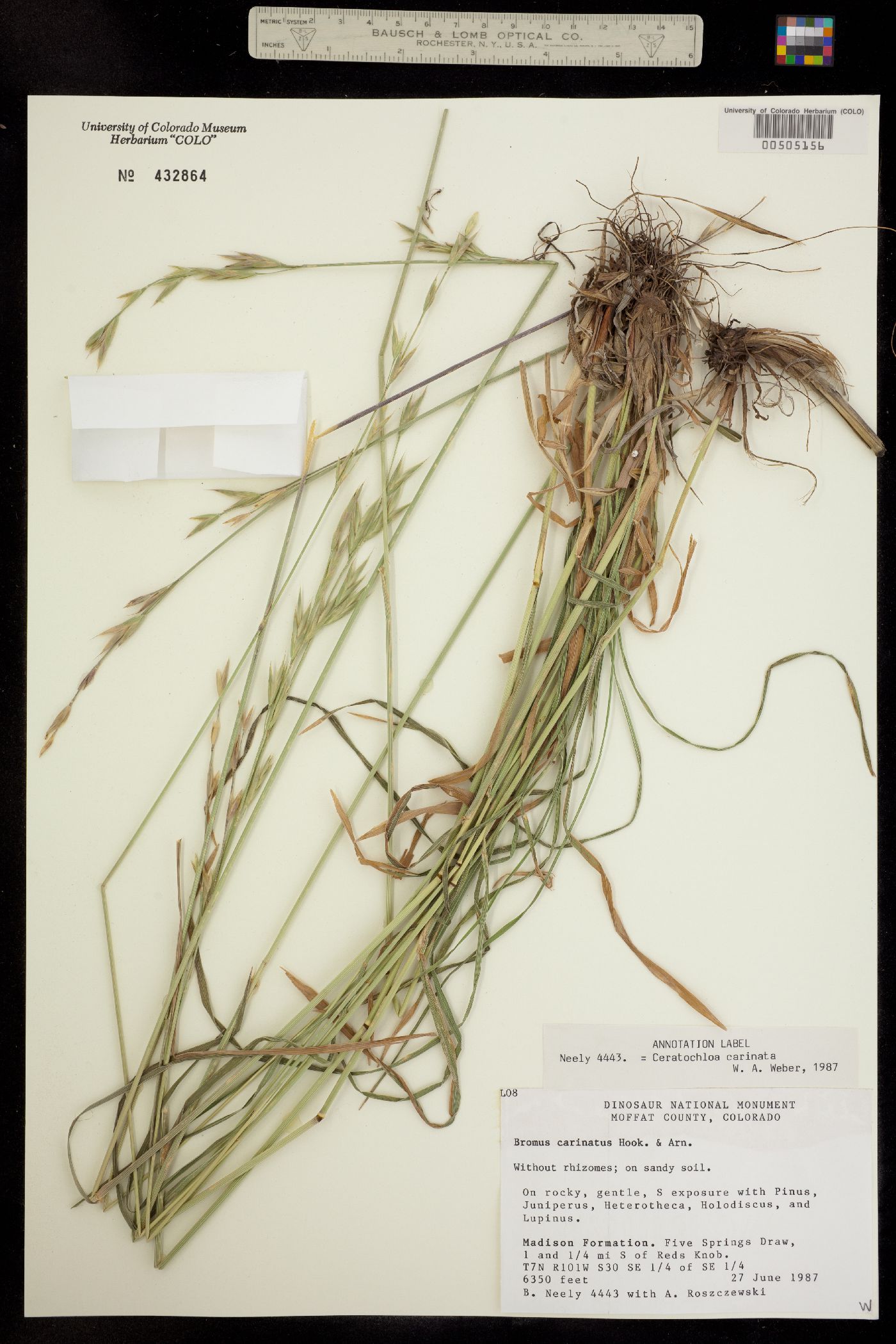 Bromus carinatus image