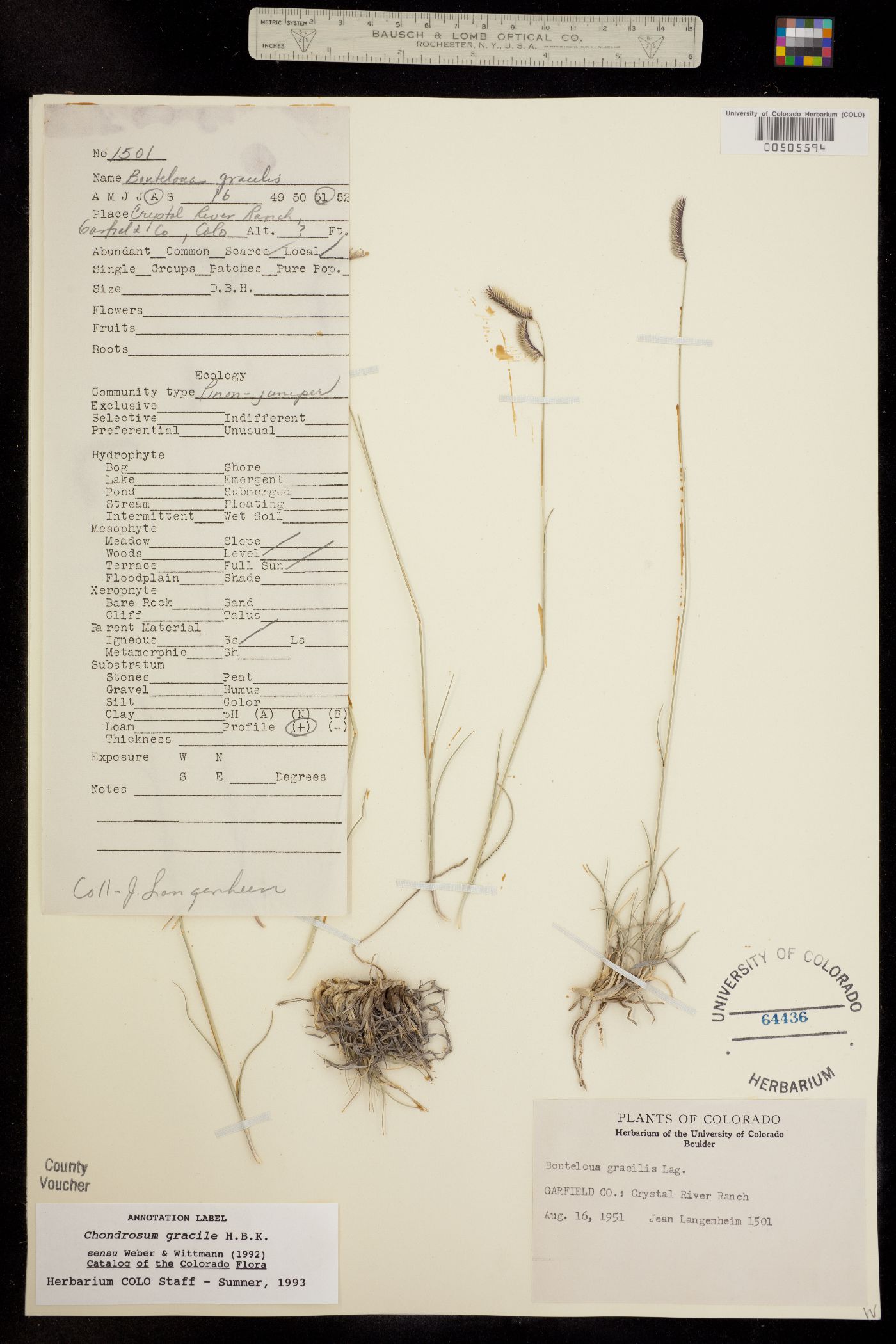 Bouteloua gracilis image