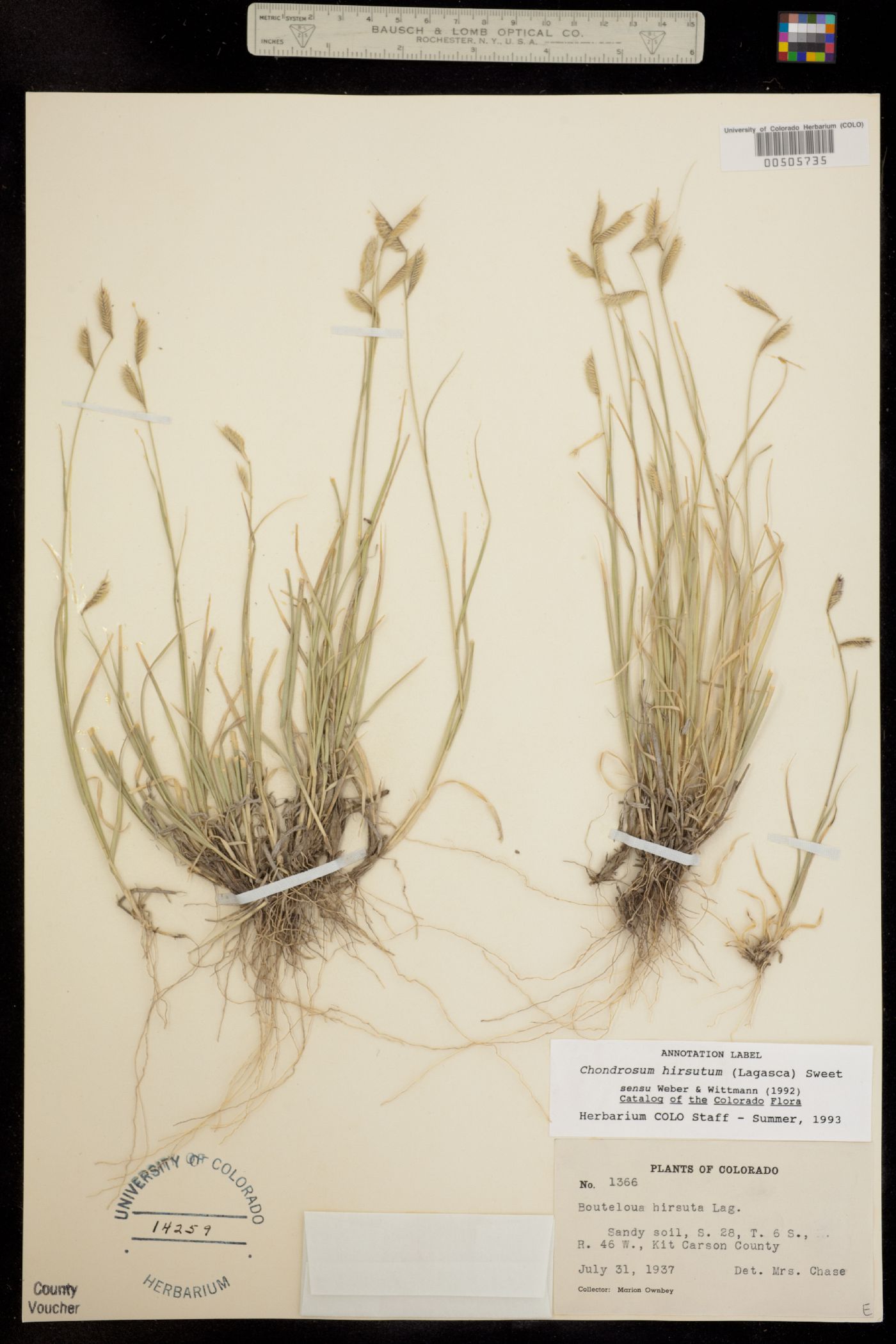 Chondrosum image