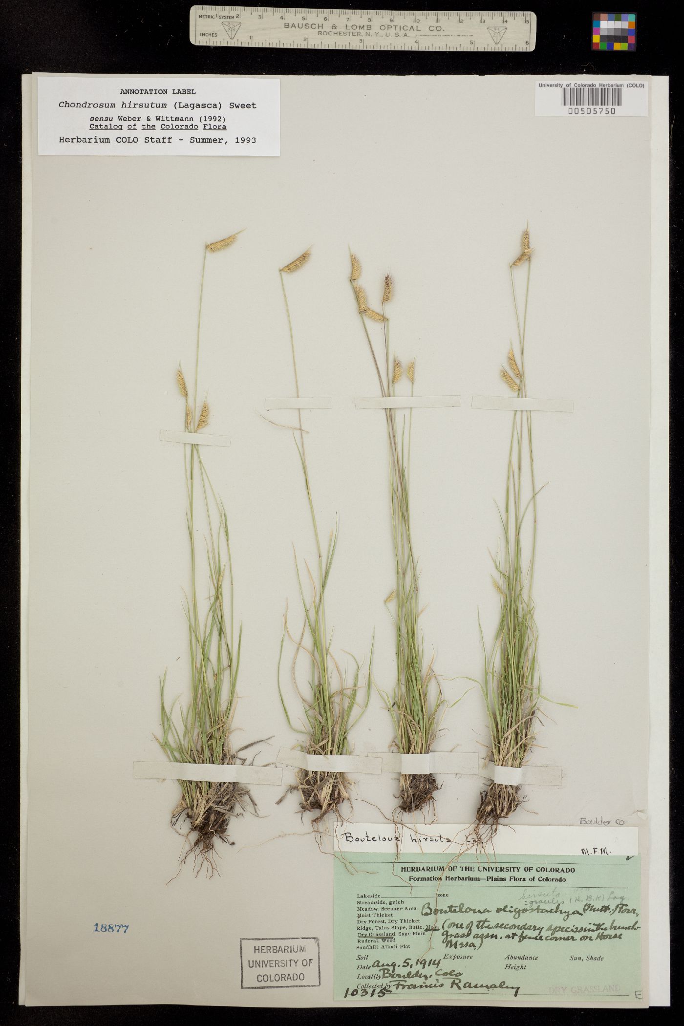 Bouteloua hirsuta image