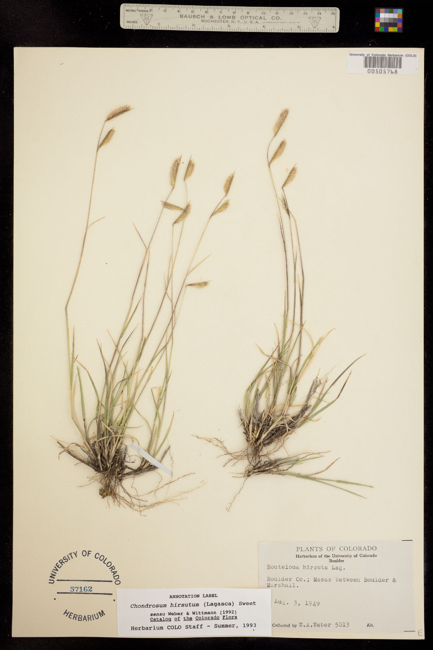 Bouteloua hirsuta image