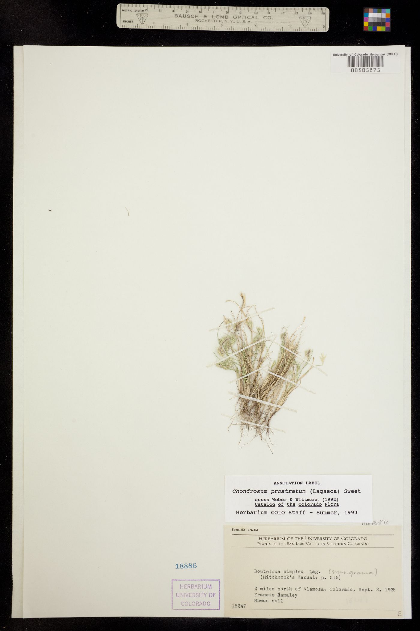 Chondrosum prostratum image