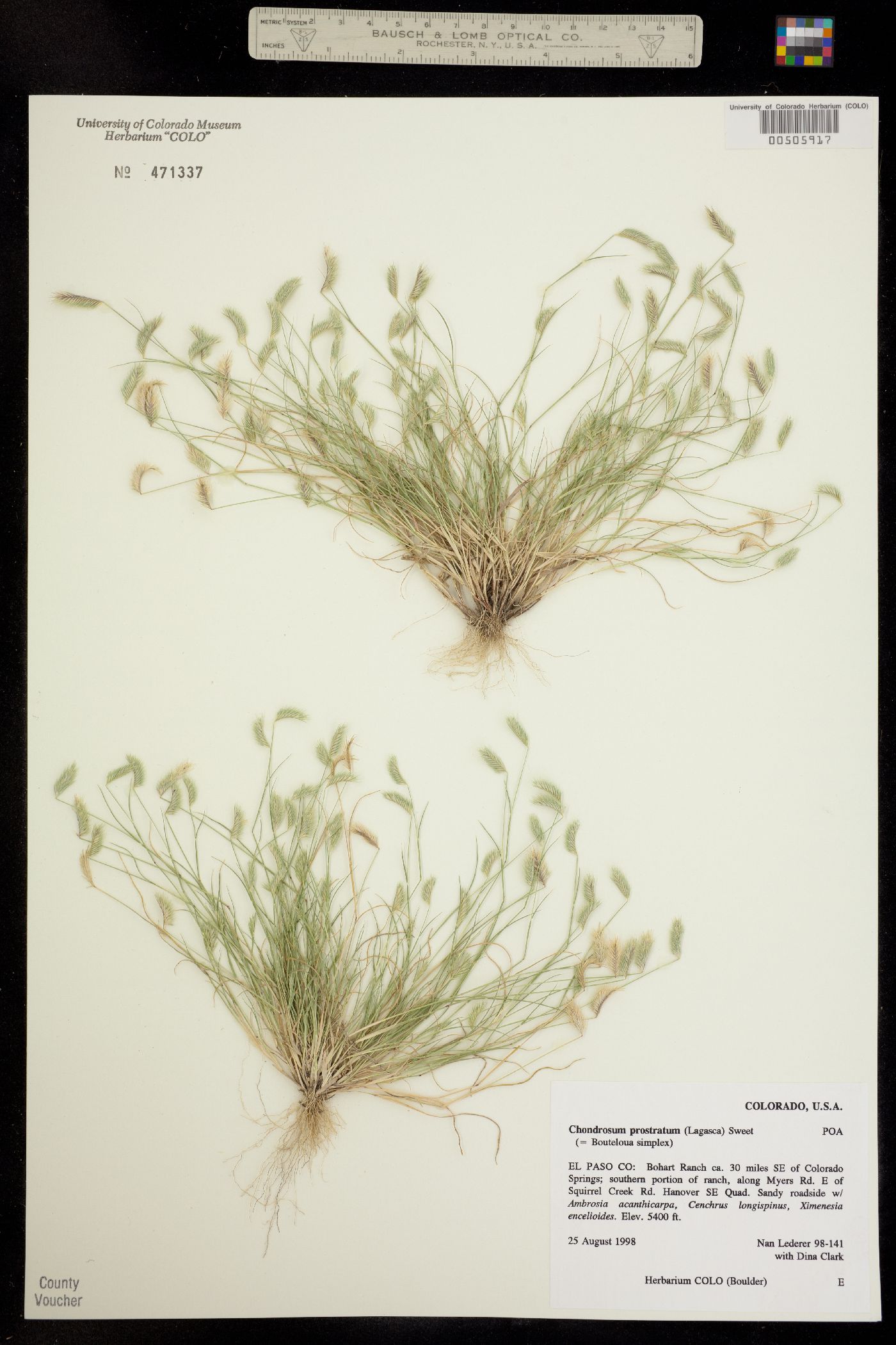 Chondrosum prostratum image