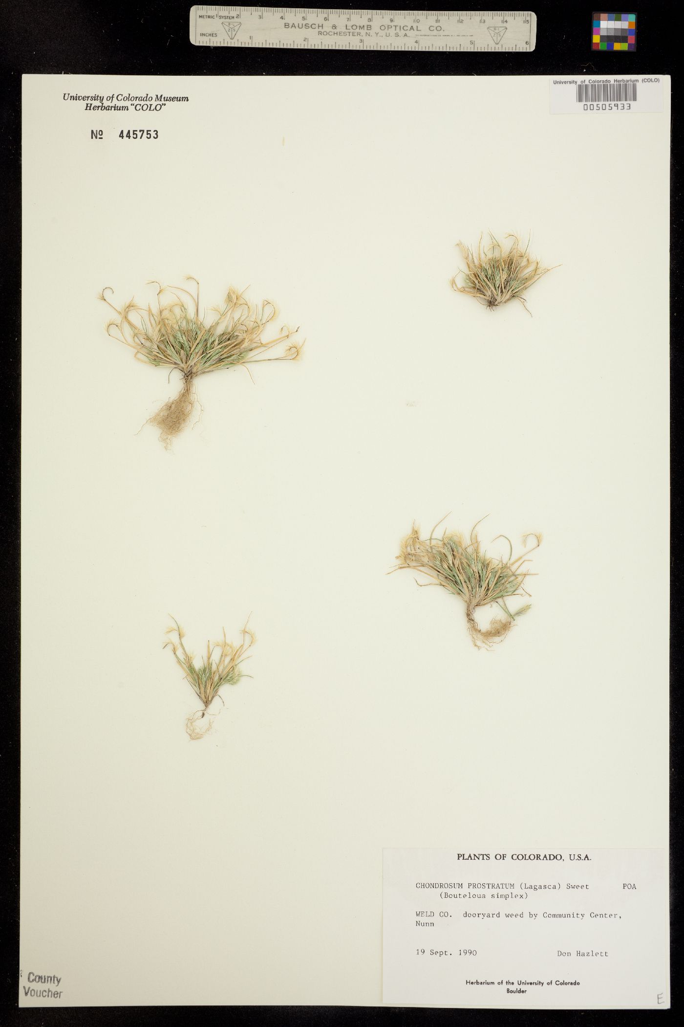 Chondrosum prostratum image