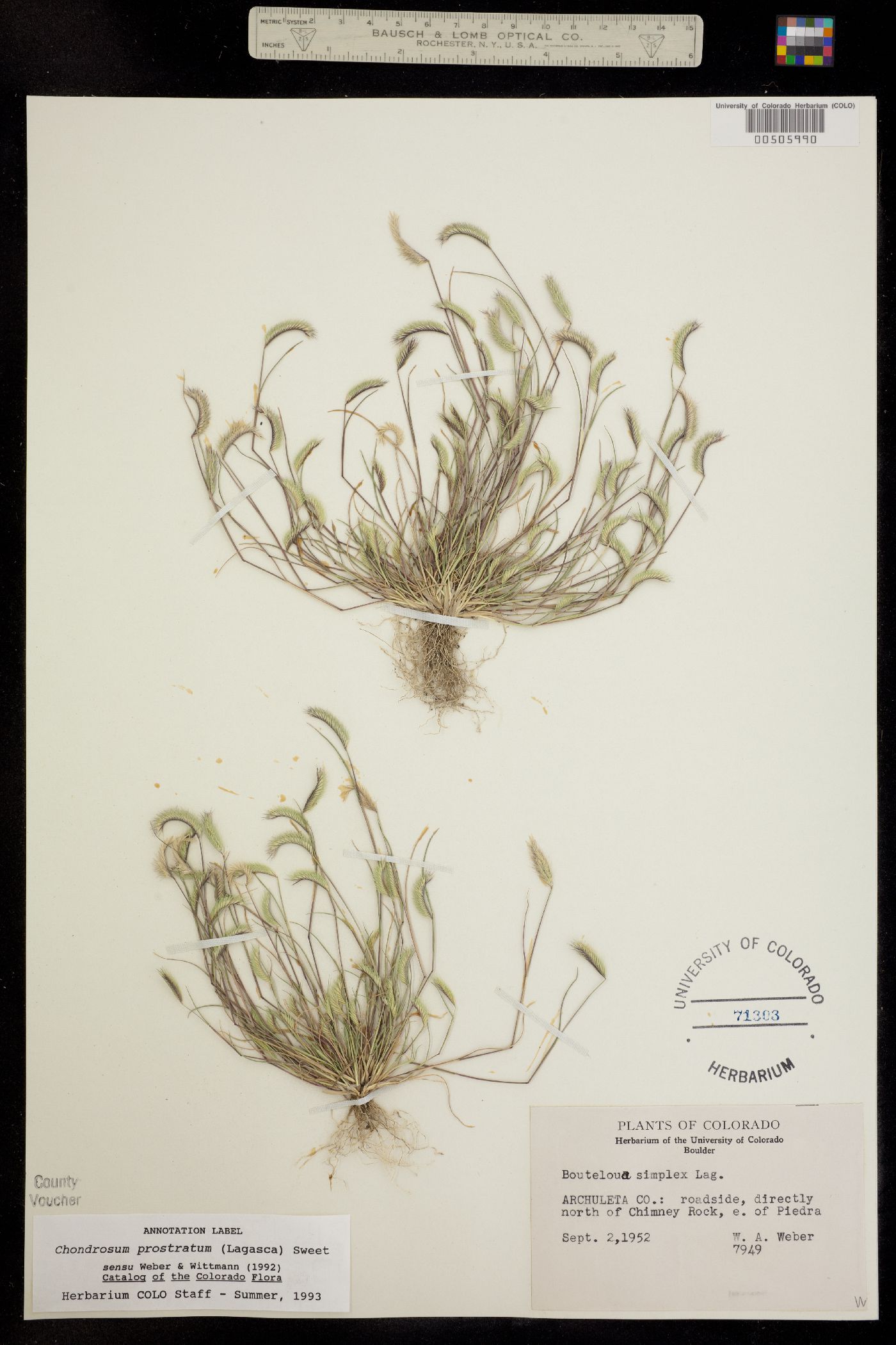 Chondrosum prostratum image