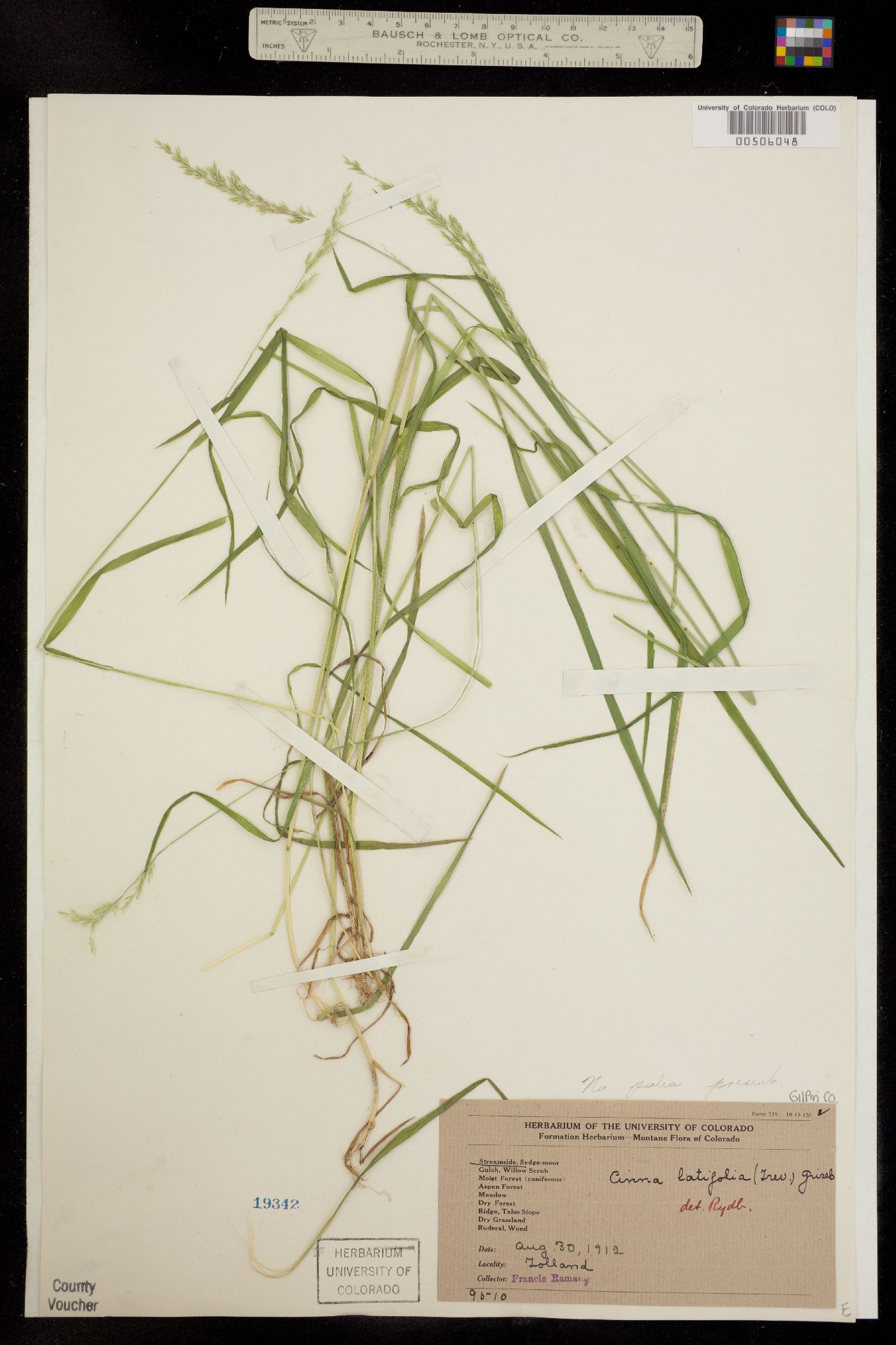 Cinna latifolia image