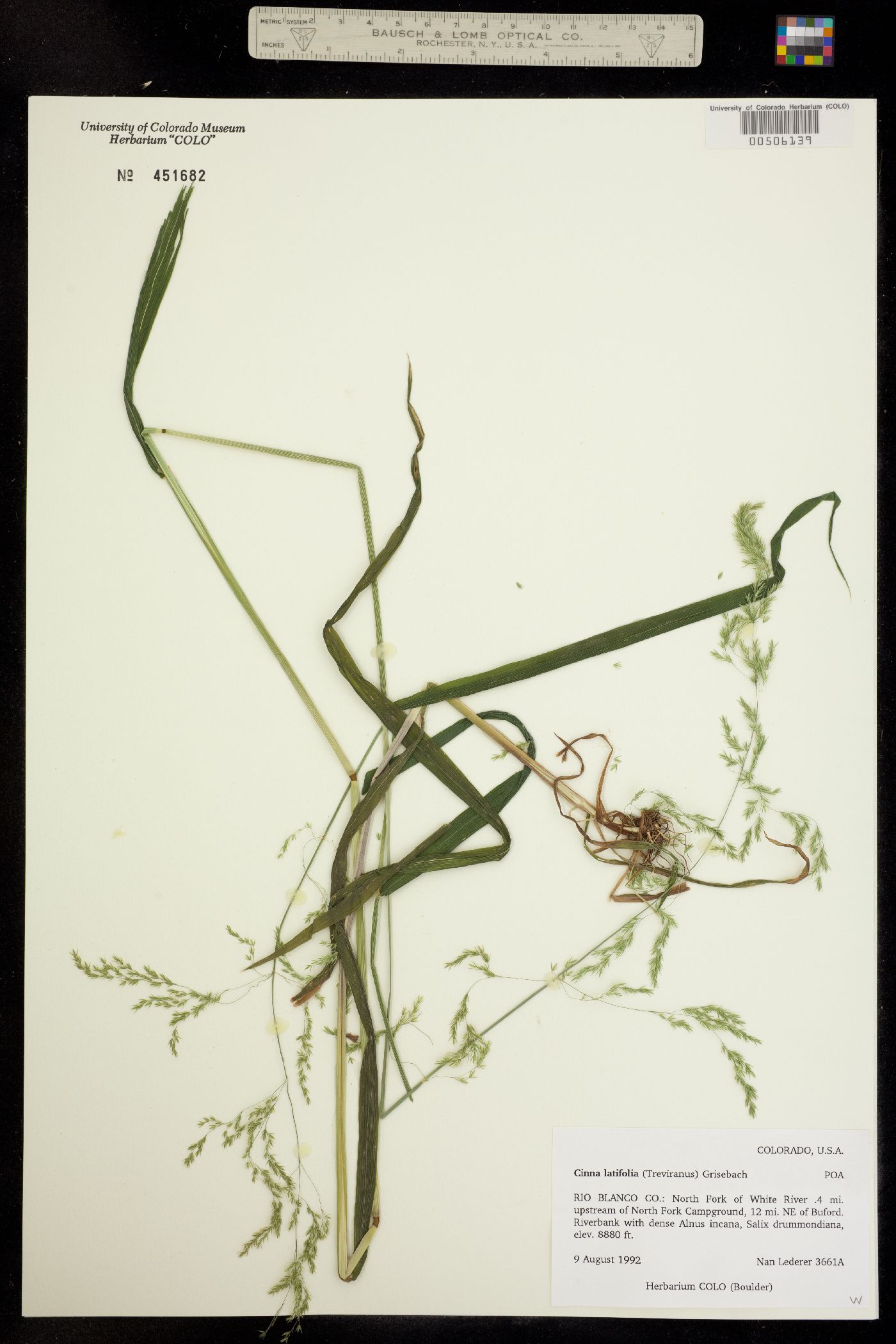 Cinna latifolia image