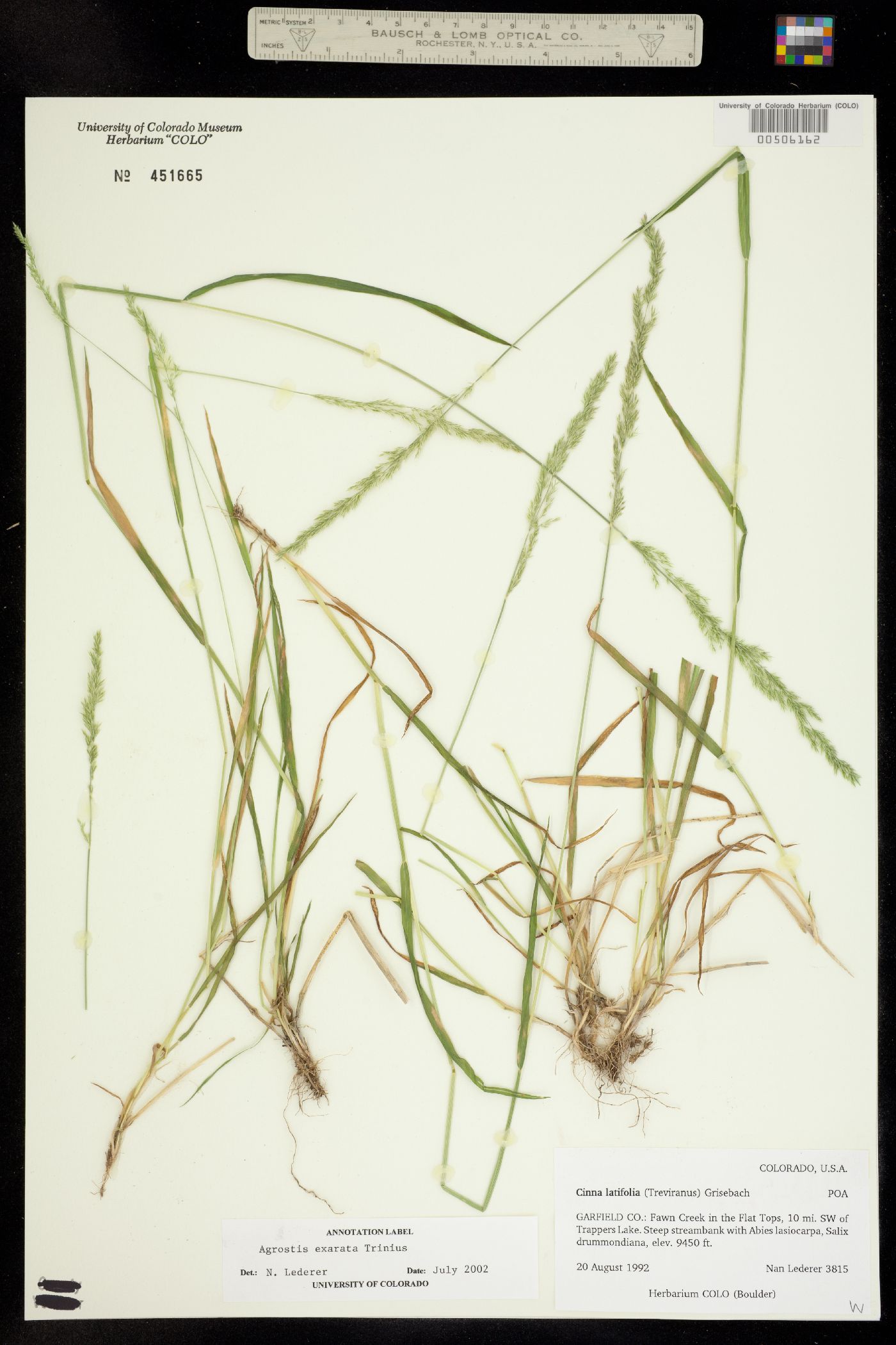 Agrostis exarata image