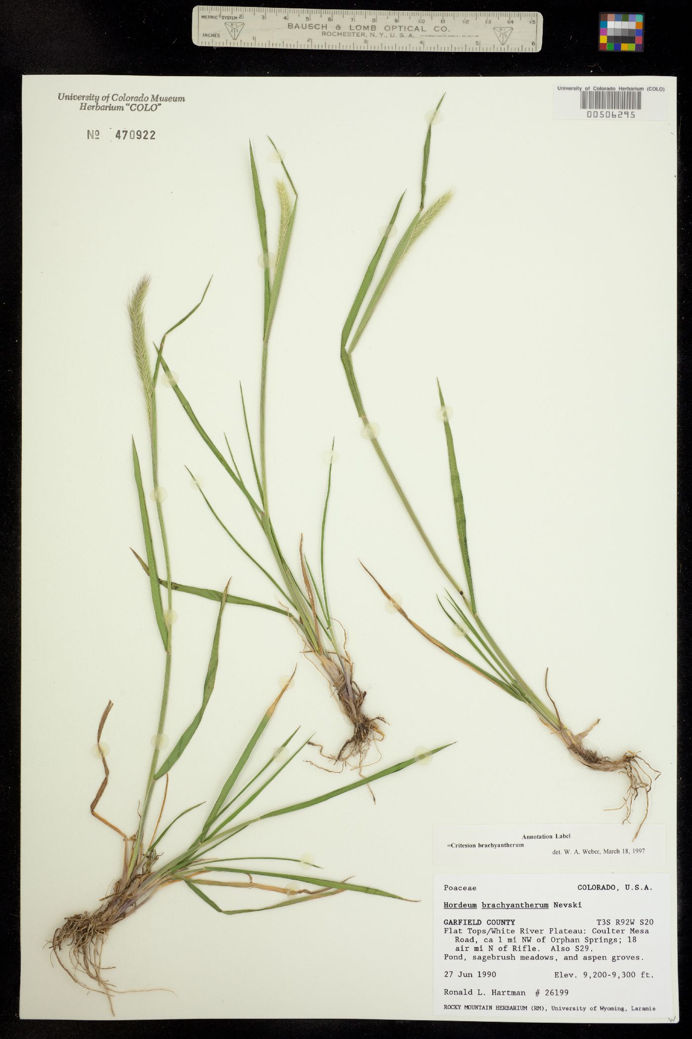 Critesion brachyantherum image