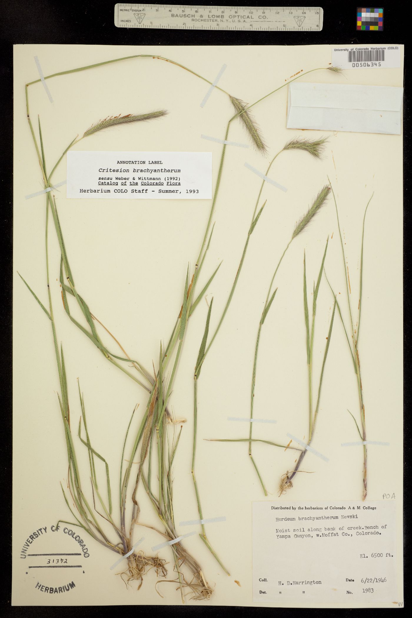 Critesion brachyantherum image