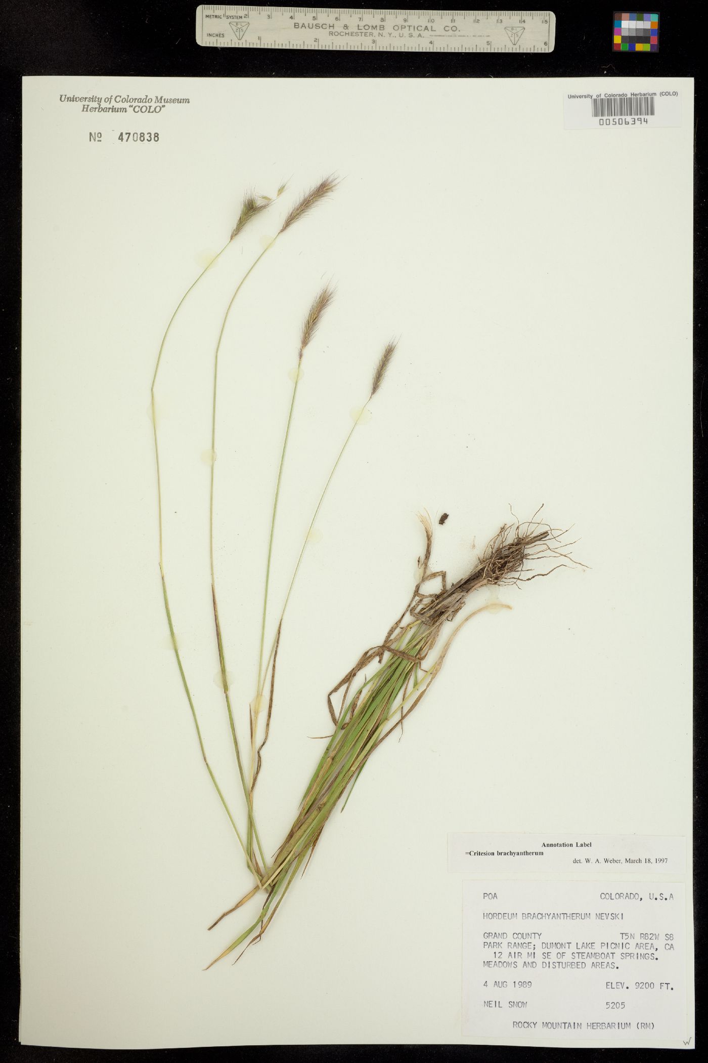 Critesion brachyantherum image