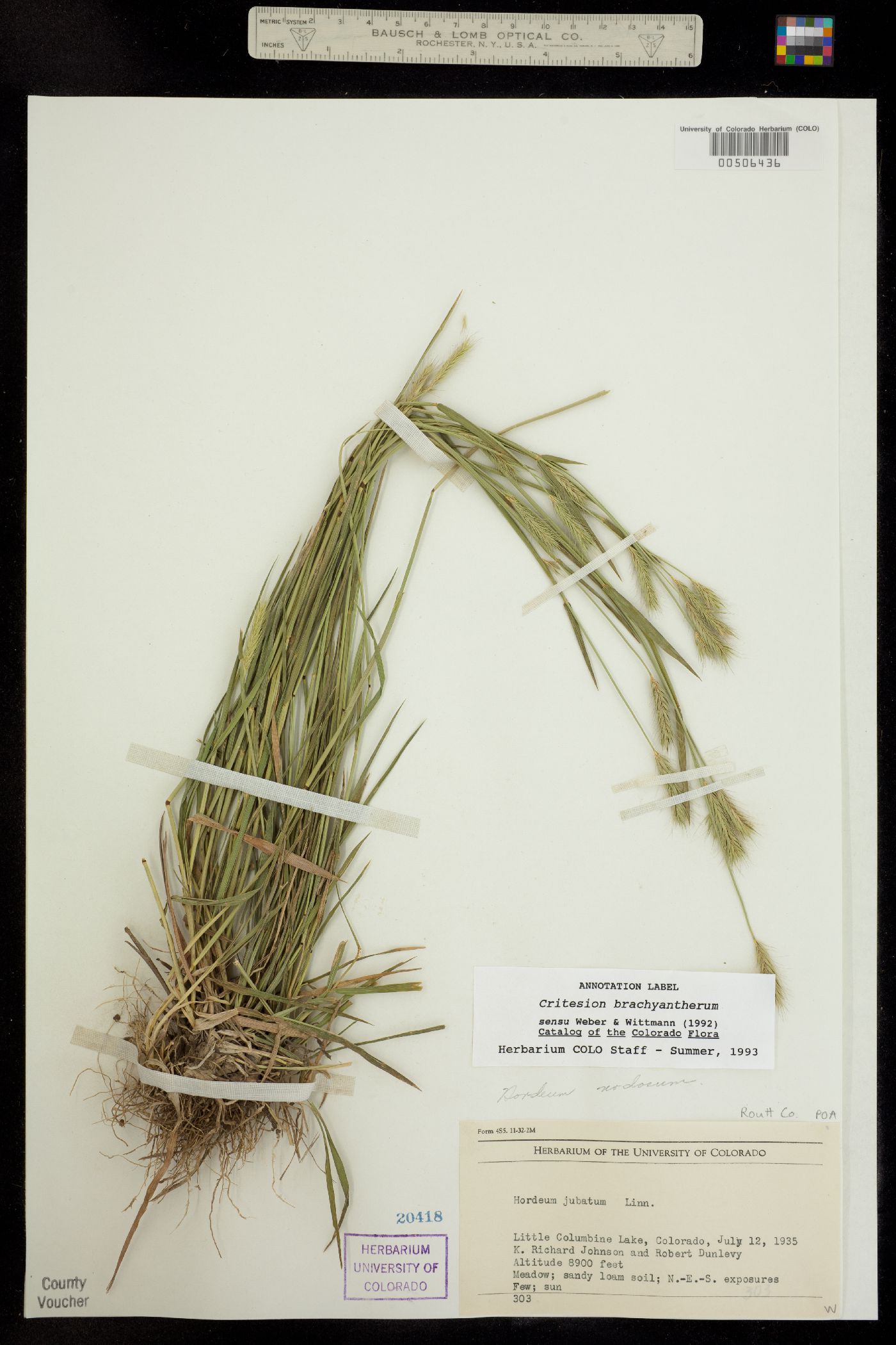 Critesion brachyantherum image