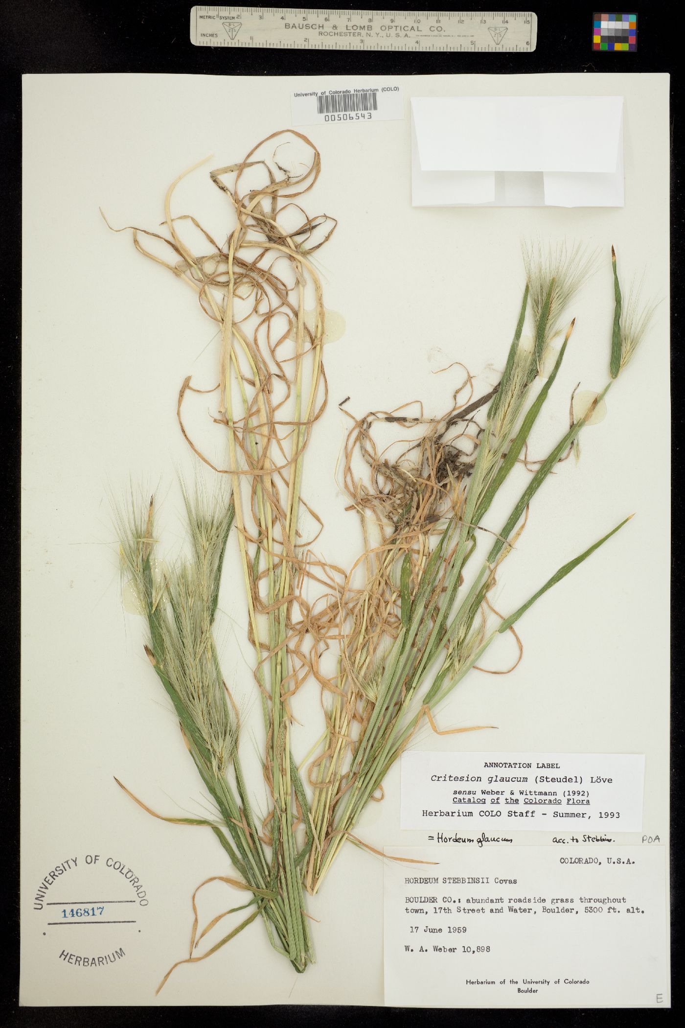 Hordeum murinum ssp. glaucum image