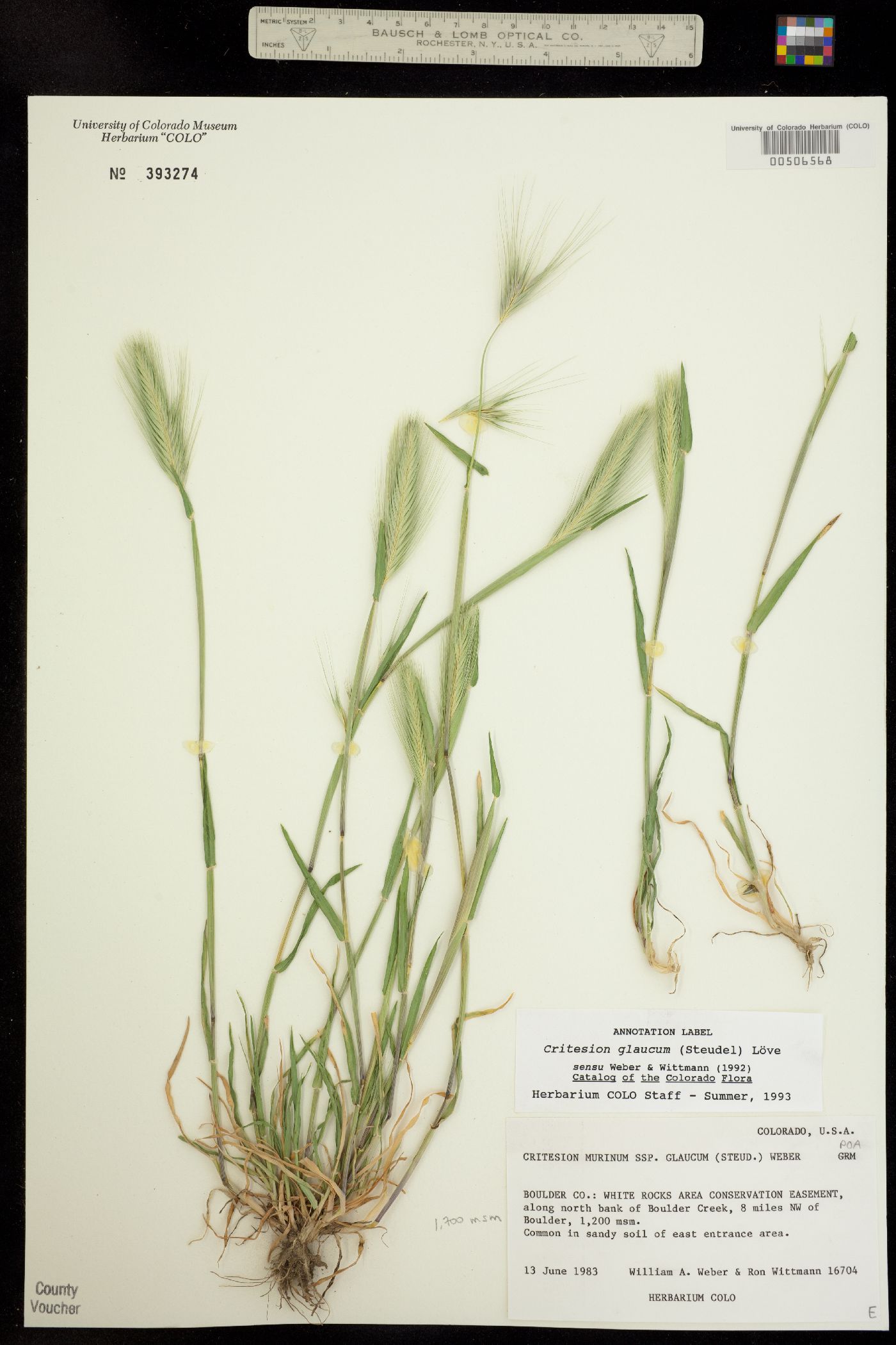 Hordeum murinum ssp. glaucum image