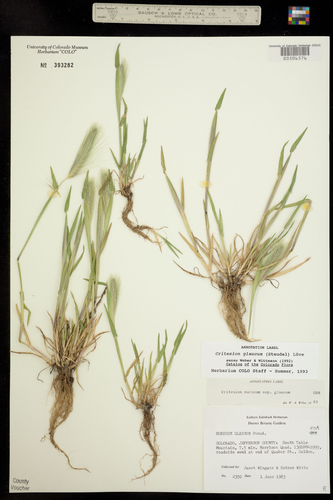 Hordeum murinum ssp. glaucum image