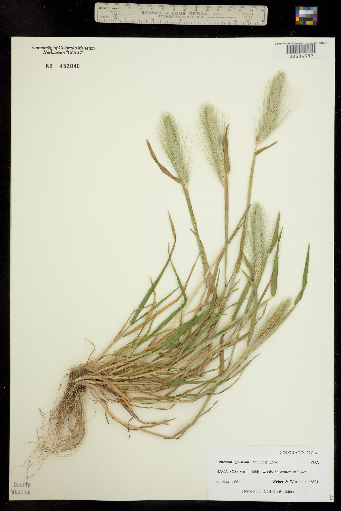 Hordeum murinum image