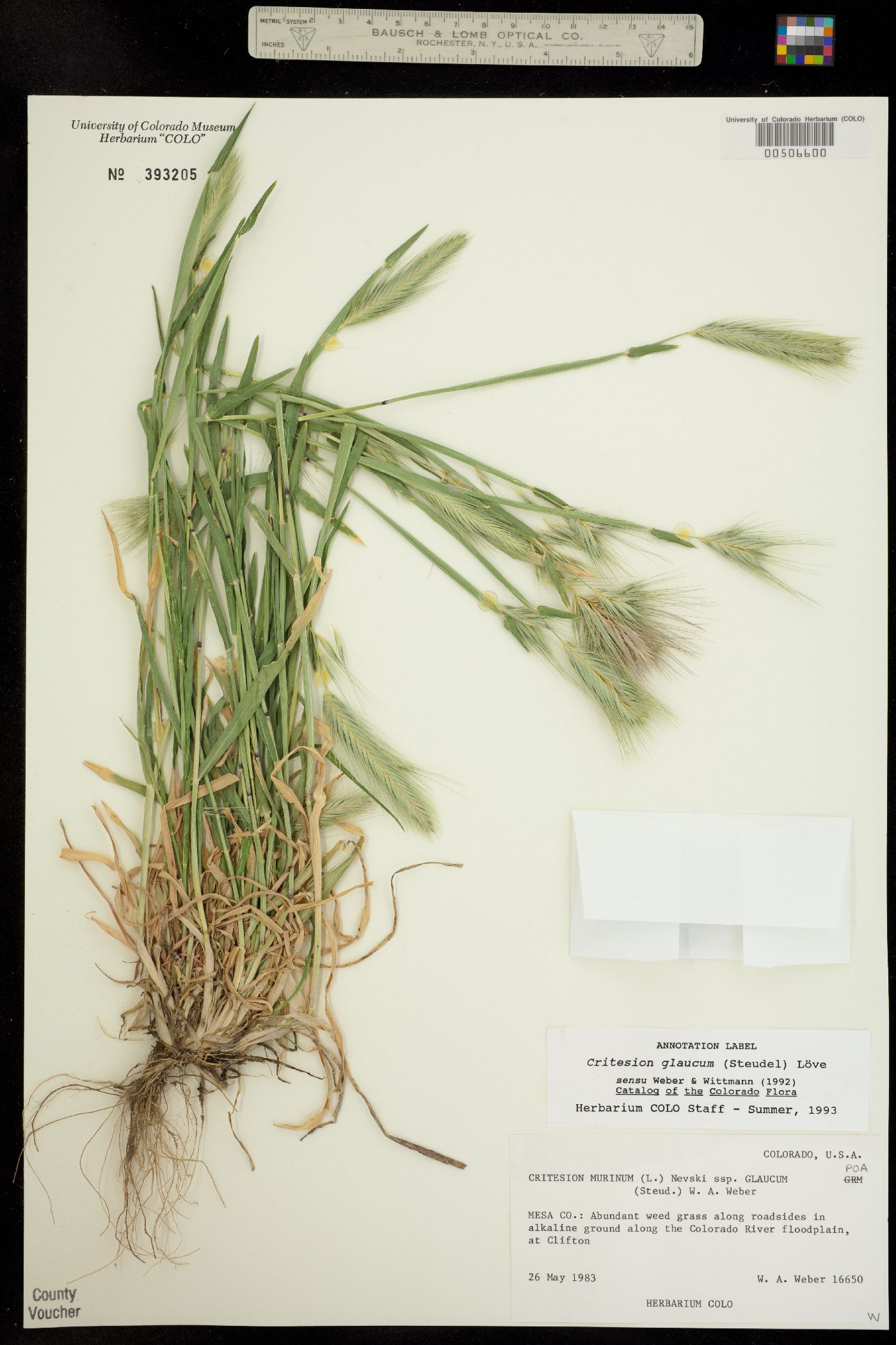 Hordeum murinum ssp. glaucum image