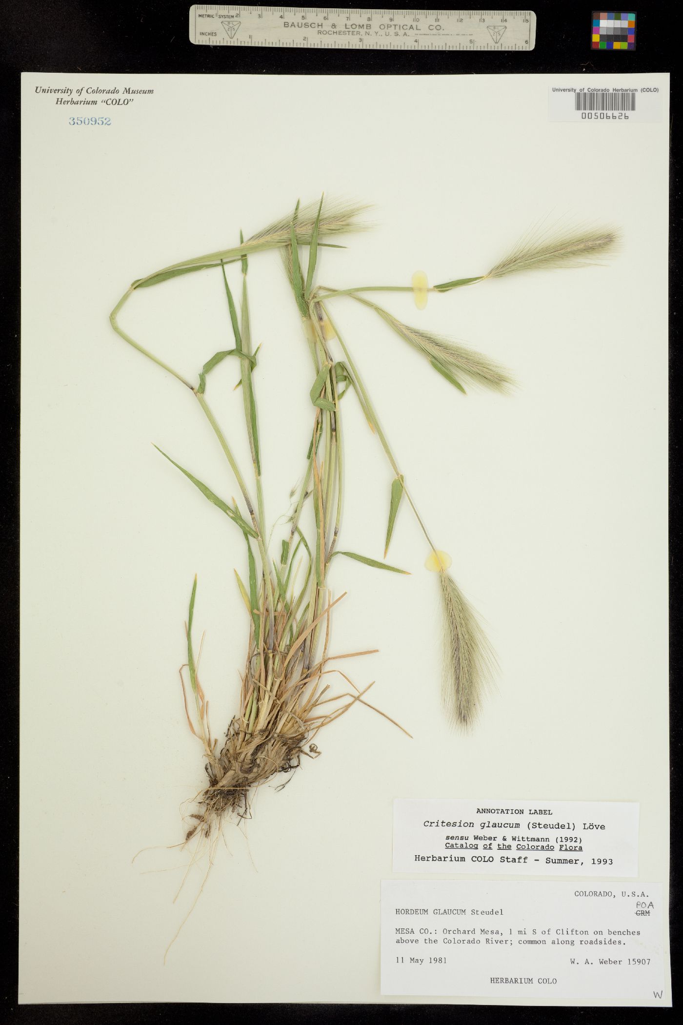 Hordeum murinum ssp. glaucum image