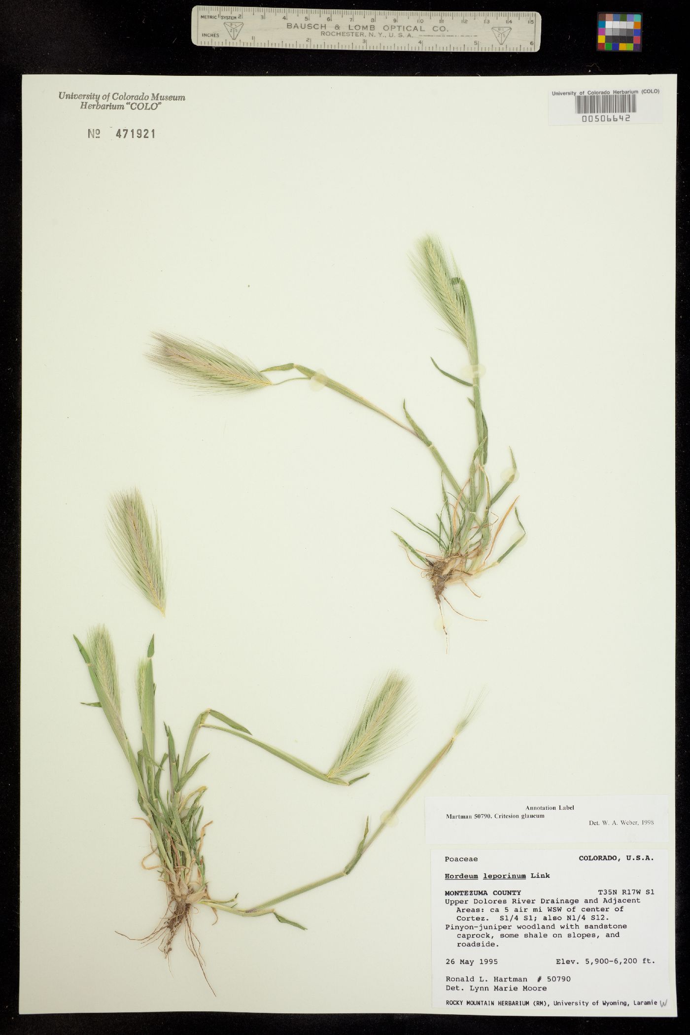Hordeum murinum ssp. glaucum image