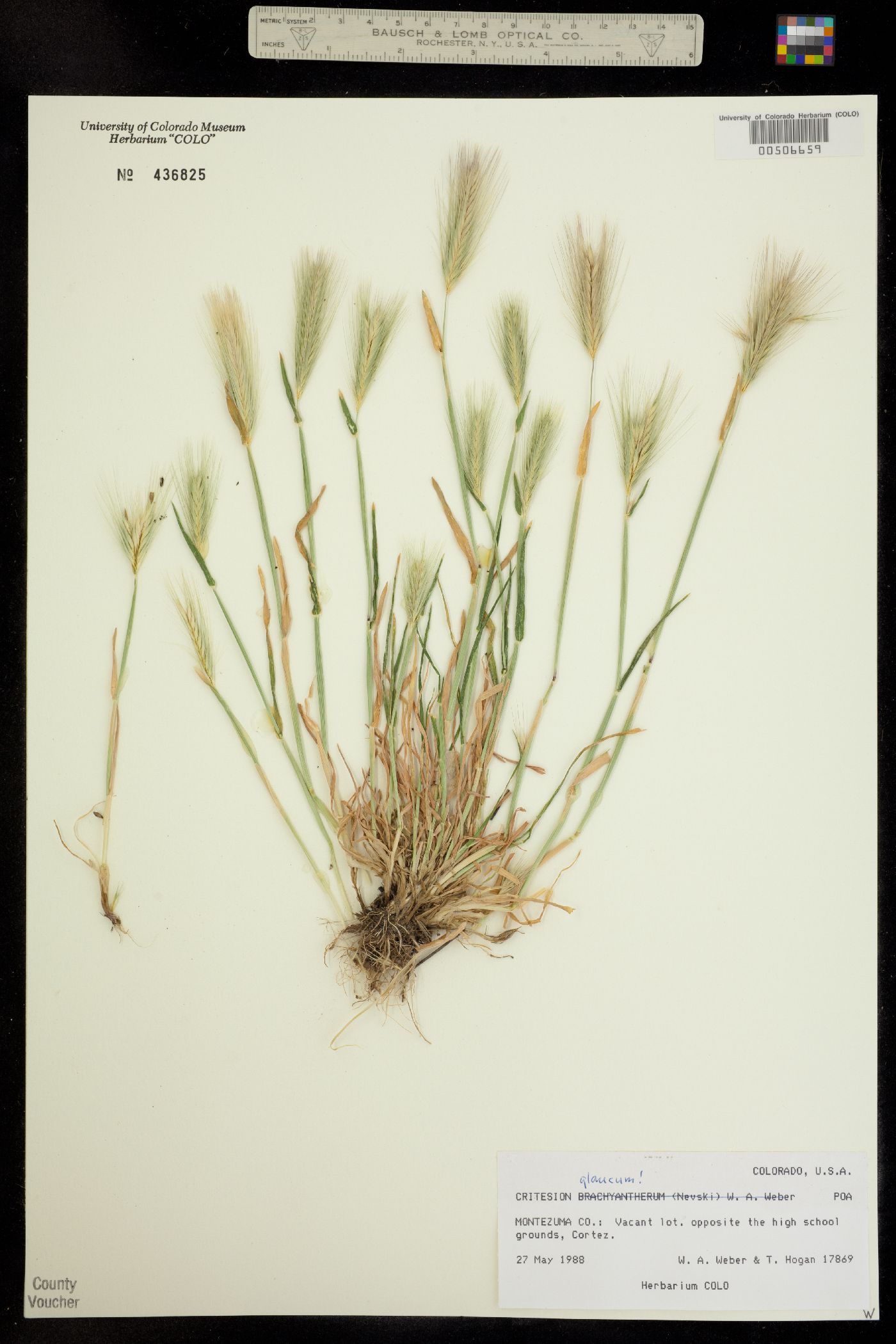 Hordeum murinum ssp. glaucum image