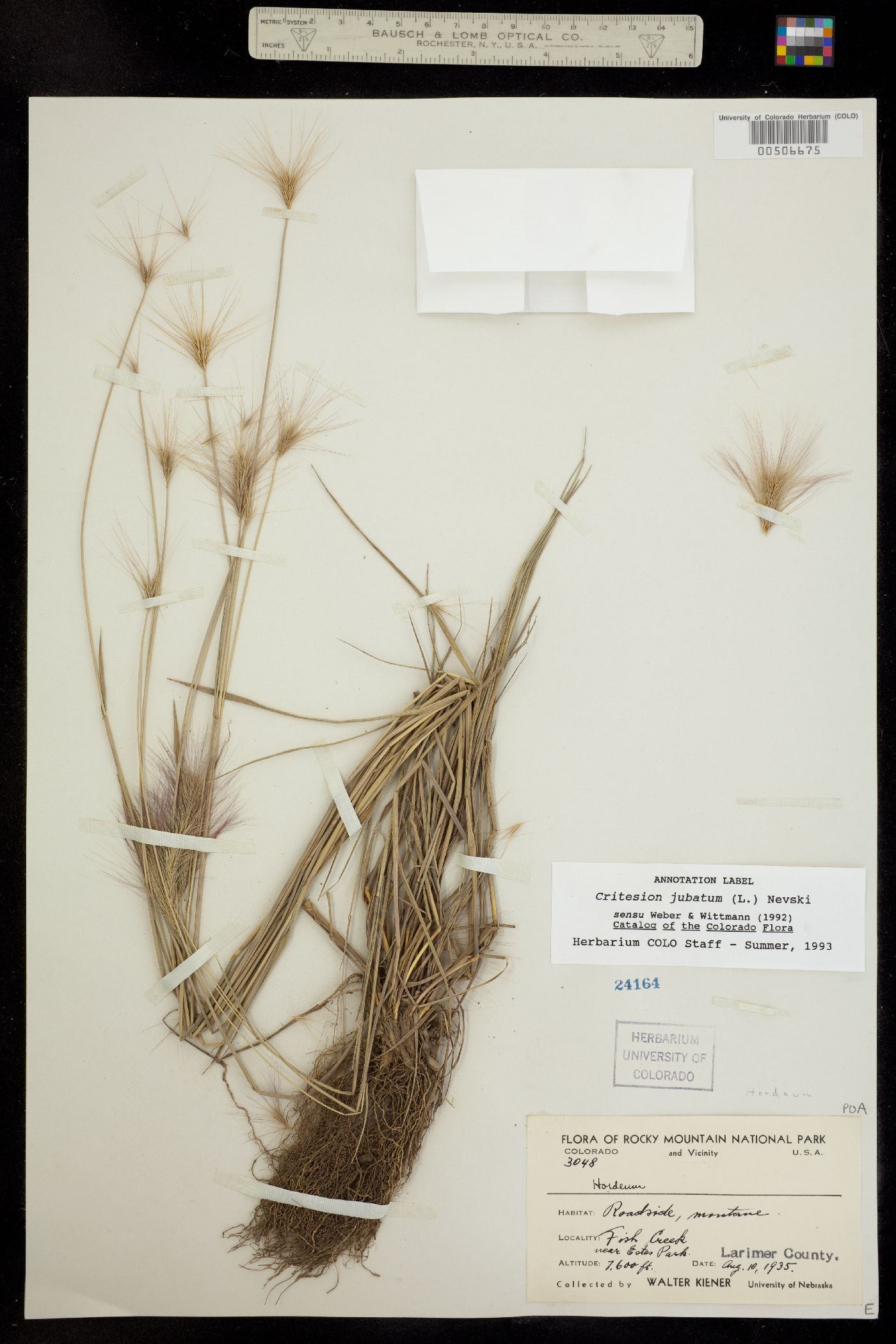 Hordeum jubatum image