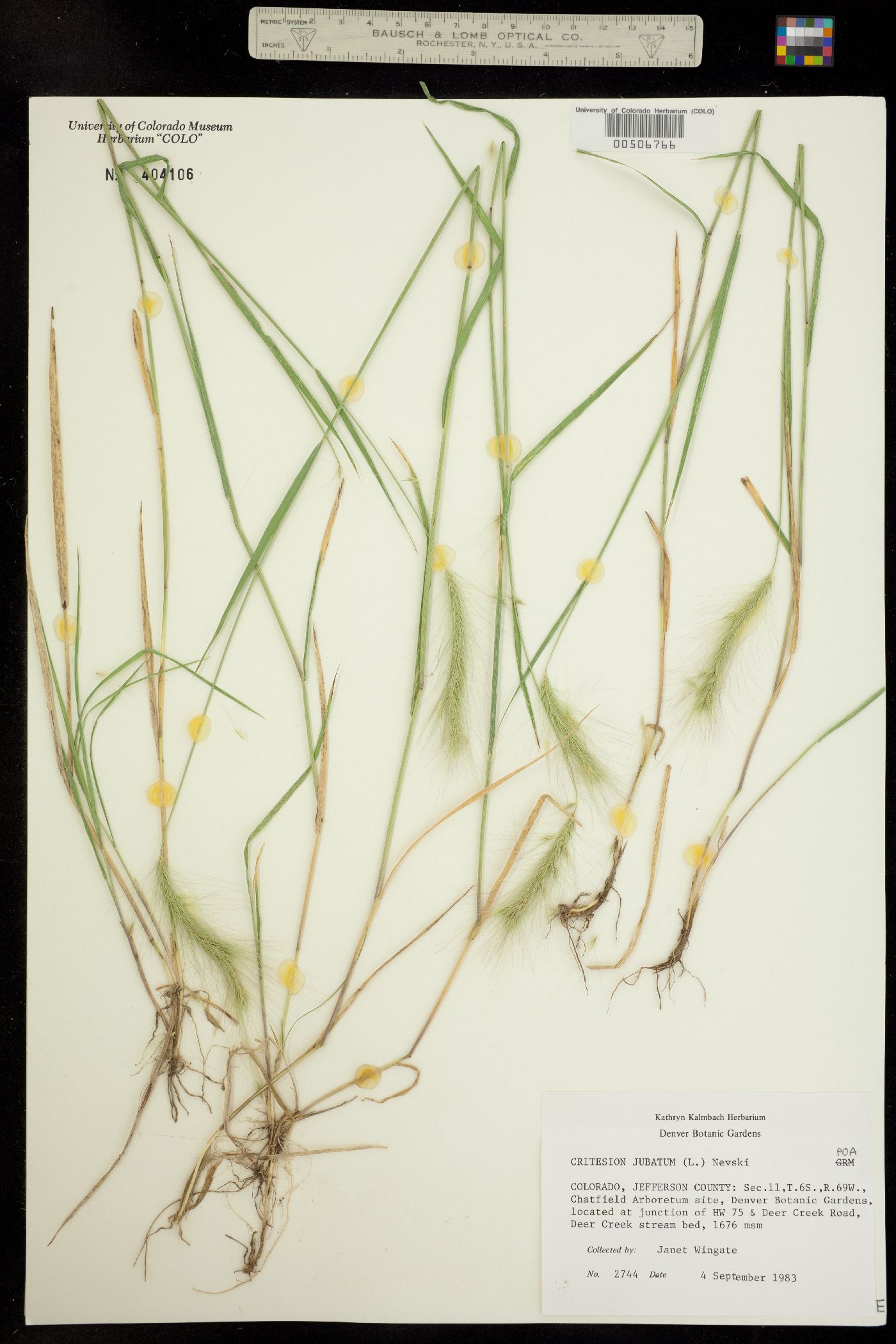 Hordeum jubatum image