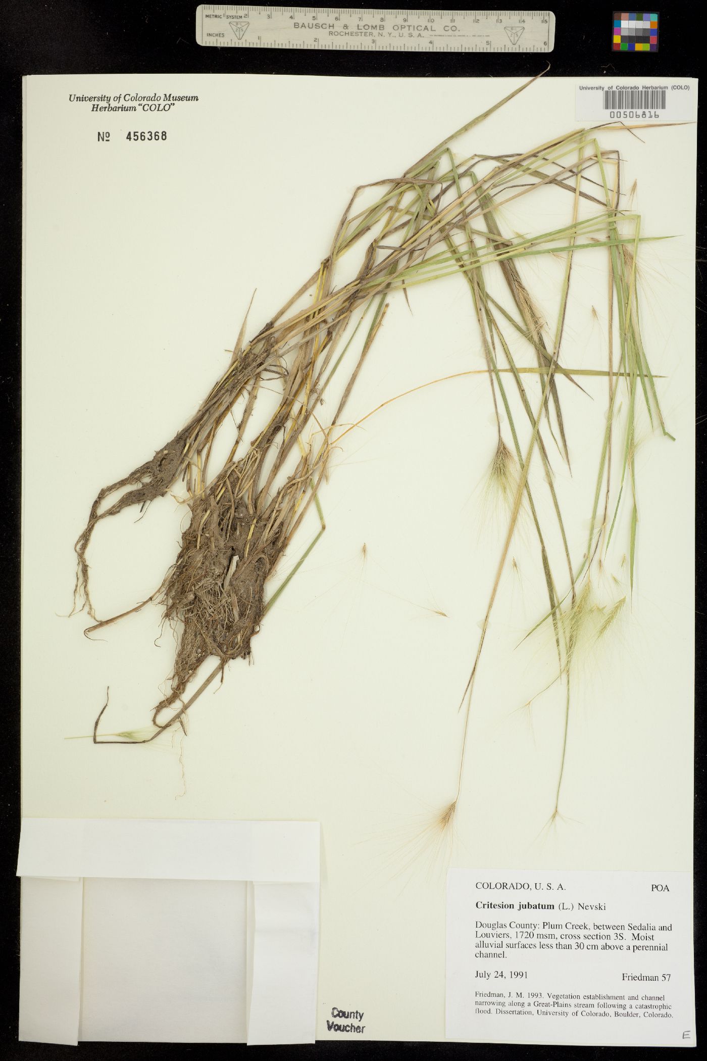 Hordeum image