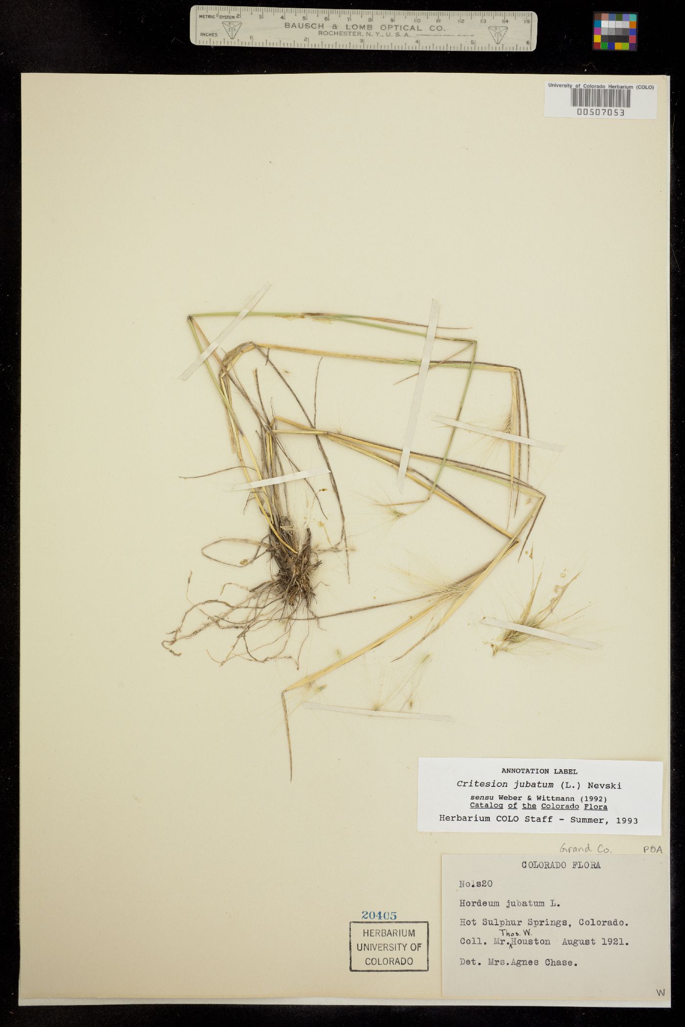 Hordeum image