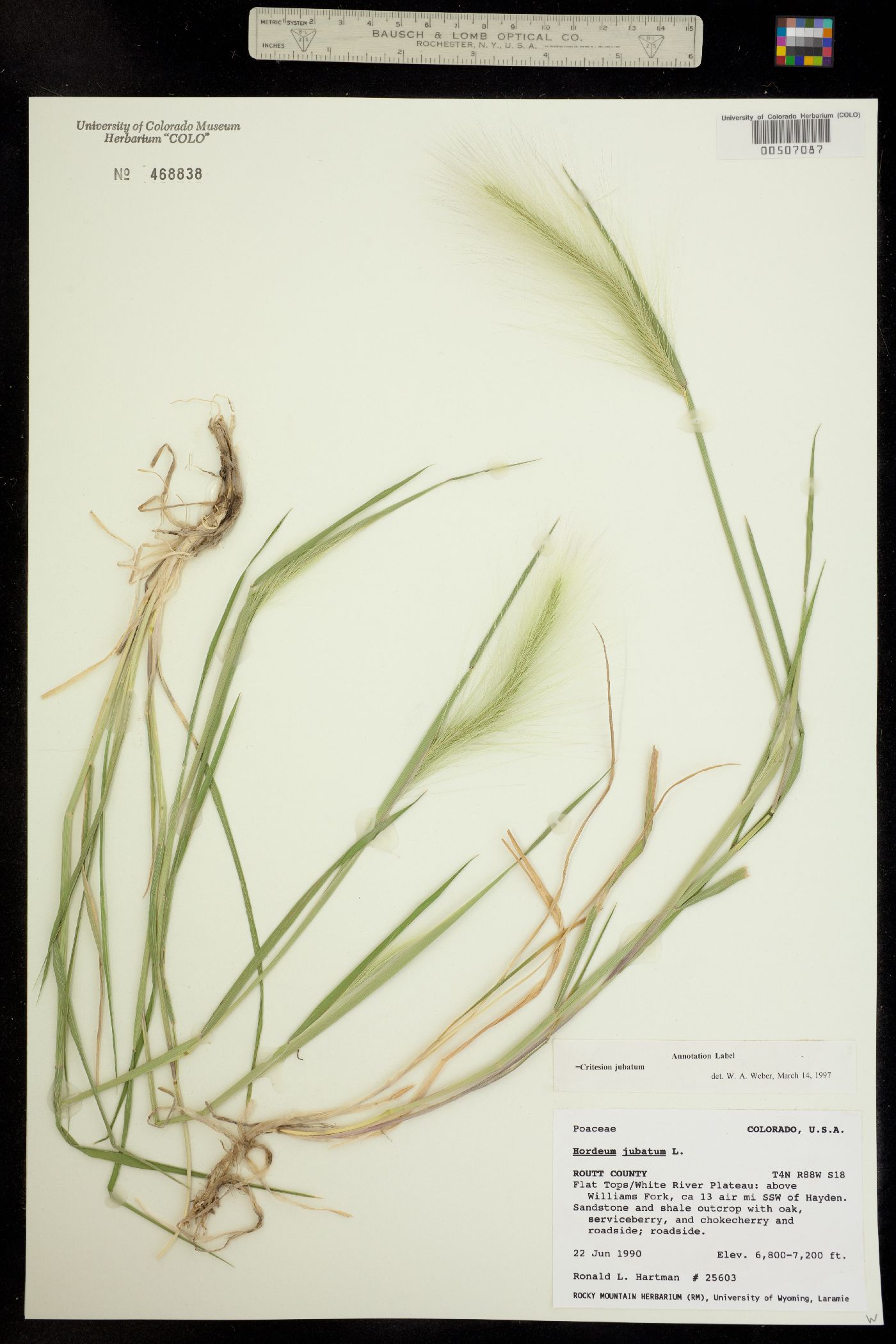Hordeum image