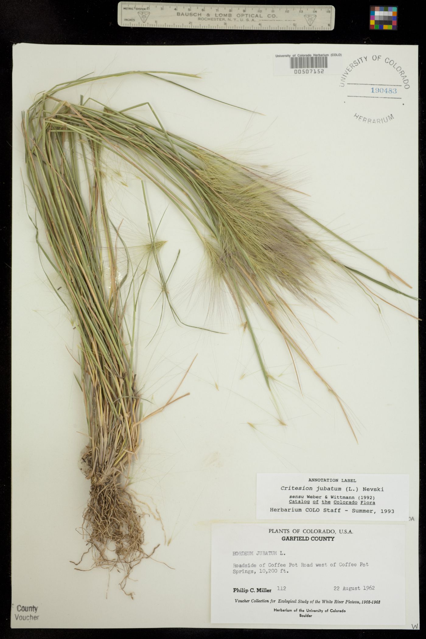 Hordeum jubatum image