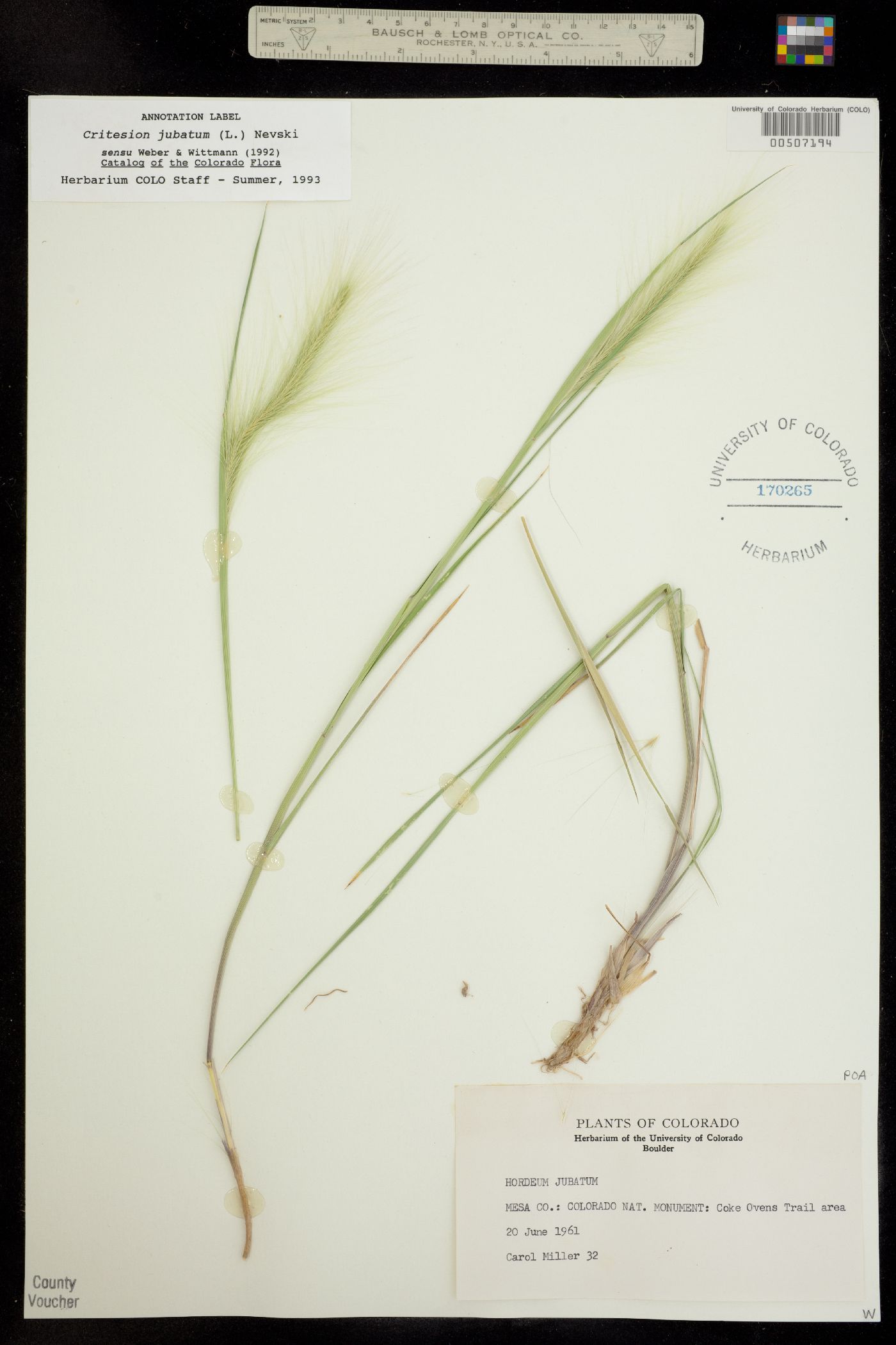 Hordeum image